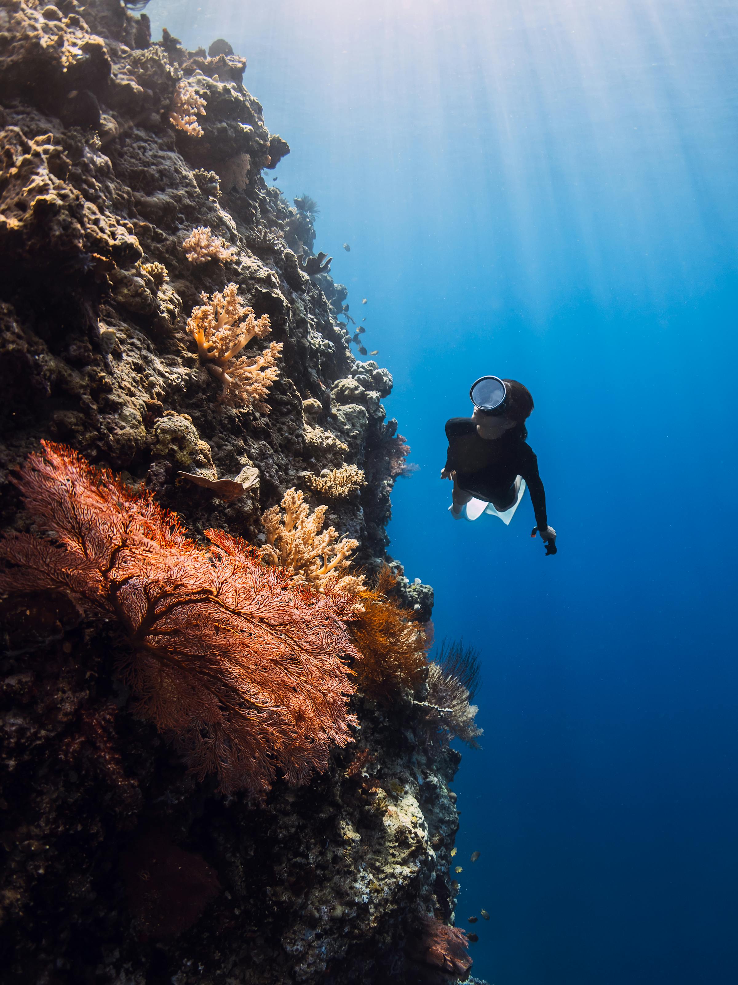 Scuba diver swims beside a coral reef wall, with colorful textures and clear blue water all around.