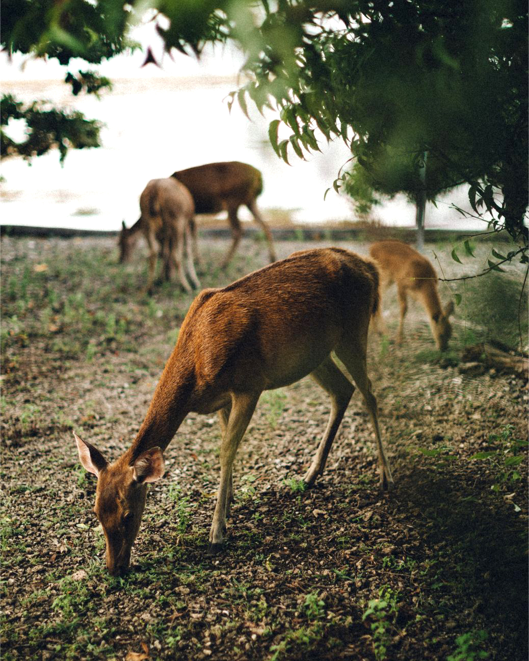 Deer graze on dry ground beneath trees, with dappled shade and a grassy clearing in the background.