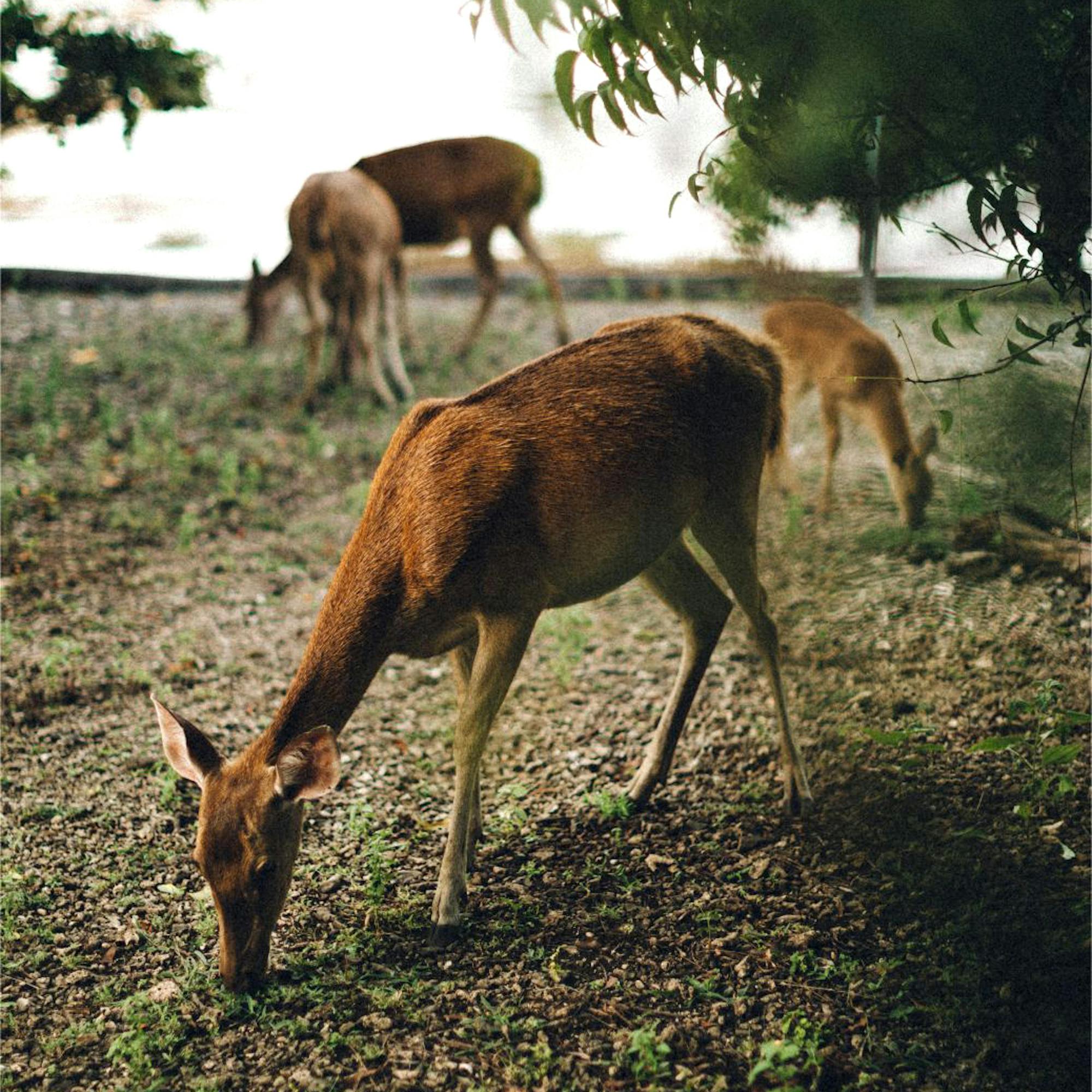 Deer graze on dry ground beneath trees, with dappled shade and a grassy clearing in the background.