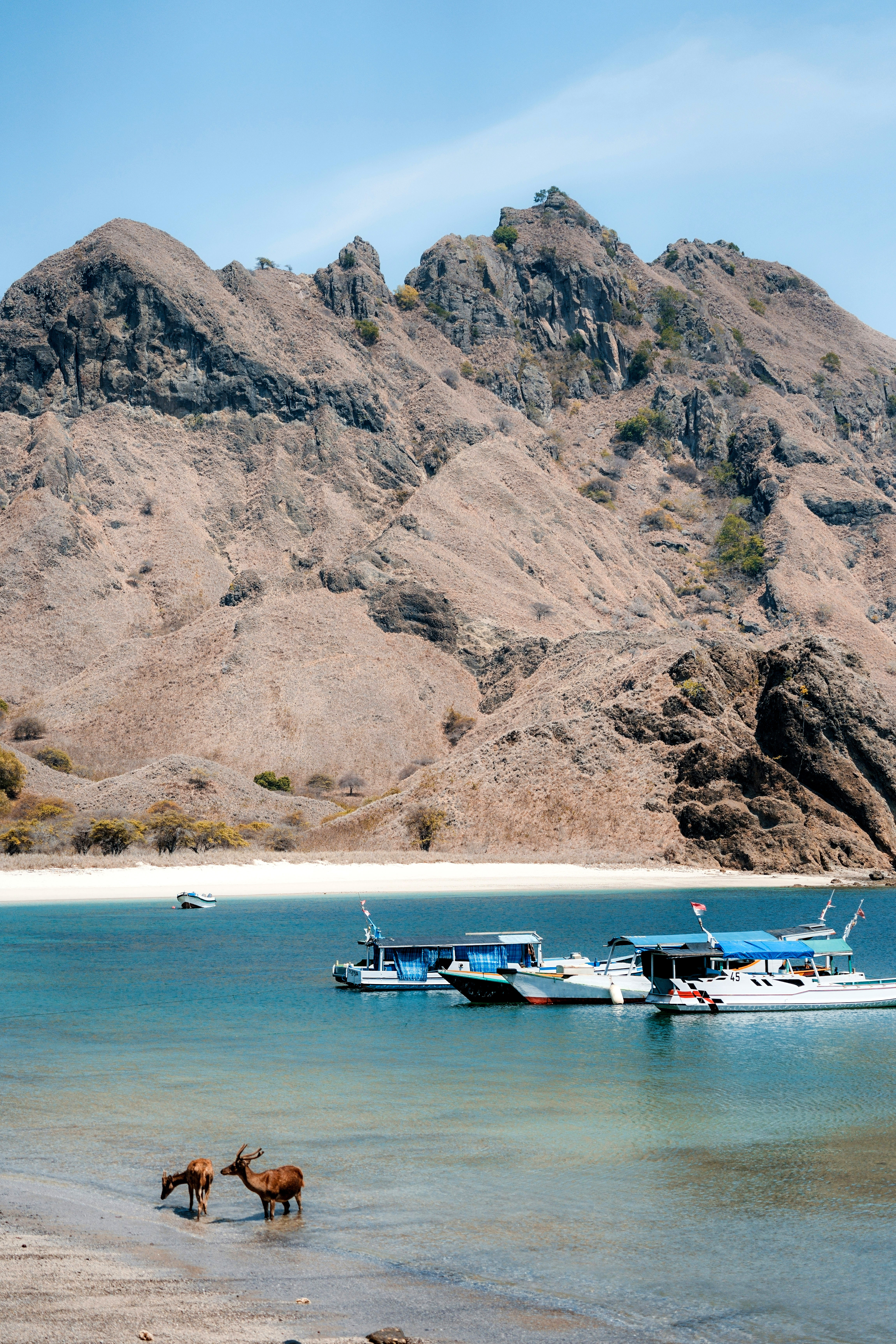 Deer on a rocky shoreline with boats on the shore, facing rugged coastal cliffs under soft daylight.