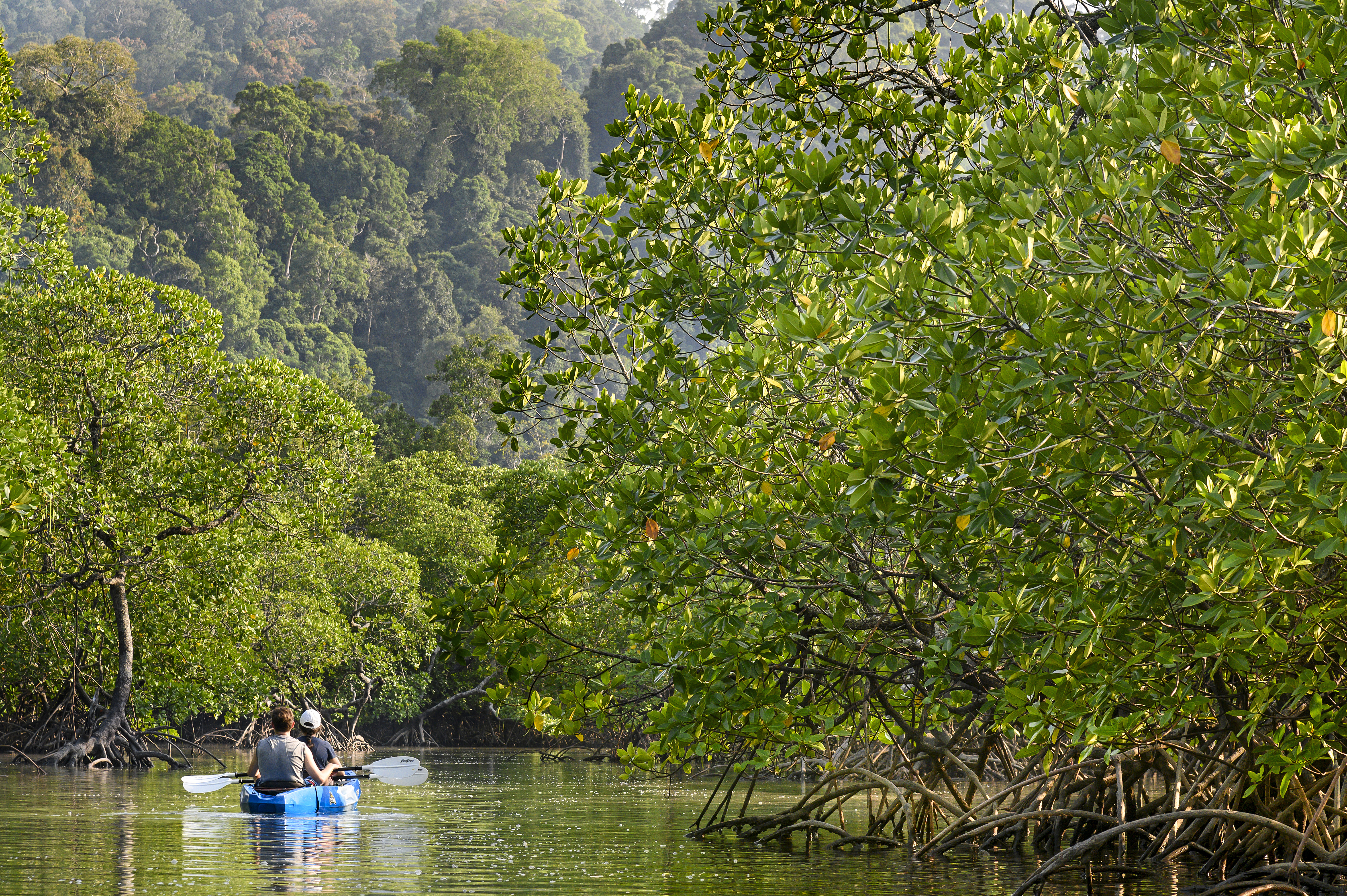 Kayaker paddles through mangrove channels, with green foliage and mirrorlike water on both sides under soft daylight.