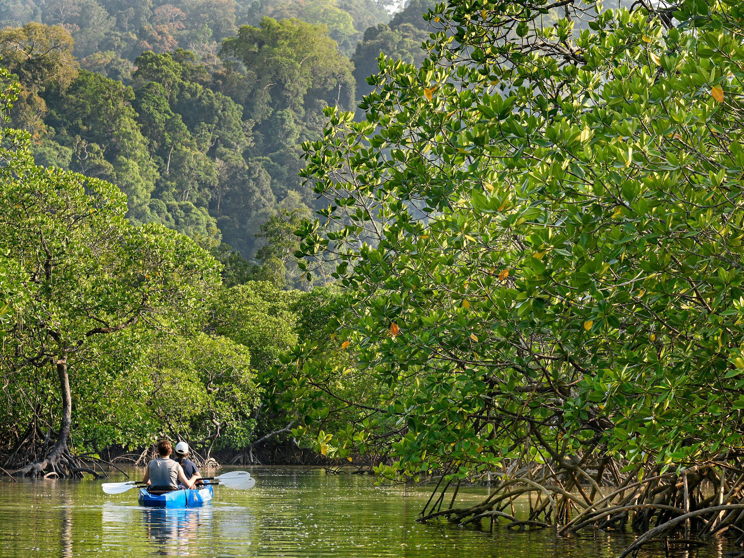 Kayaker paddles through mangrove channels, with green foliage and mirrorlike water on both sides under soft daylight.