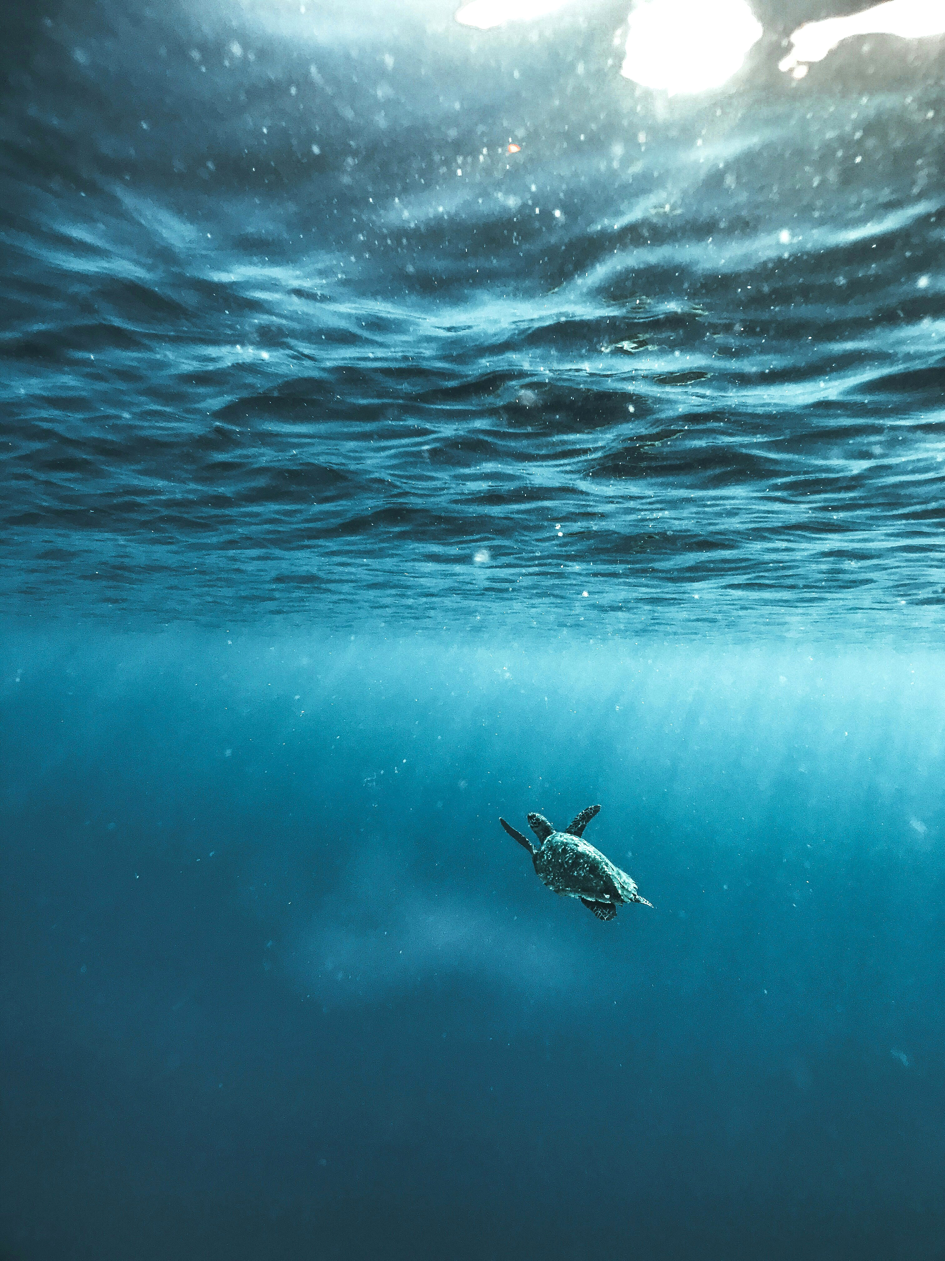 Turtle underwater in clear blue light, with bubbles rising toward the surface above a dark reef under soft light