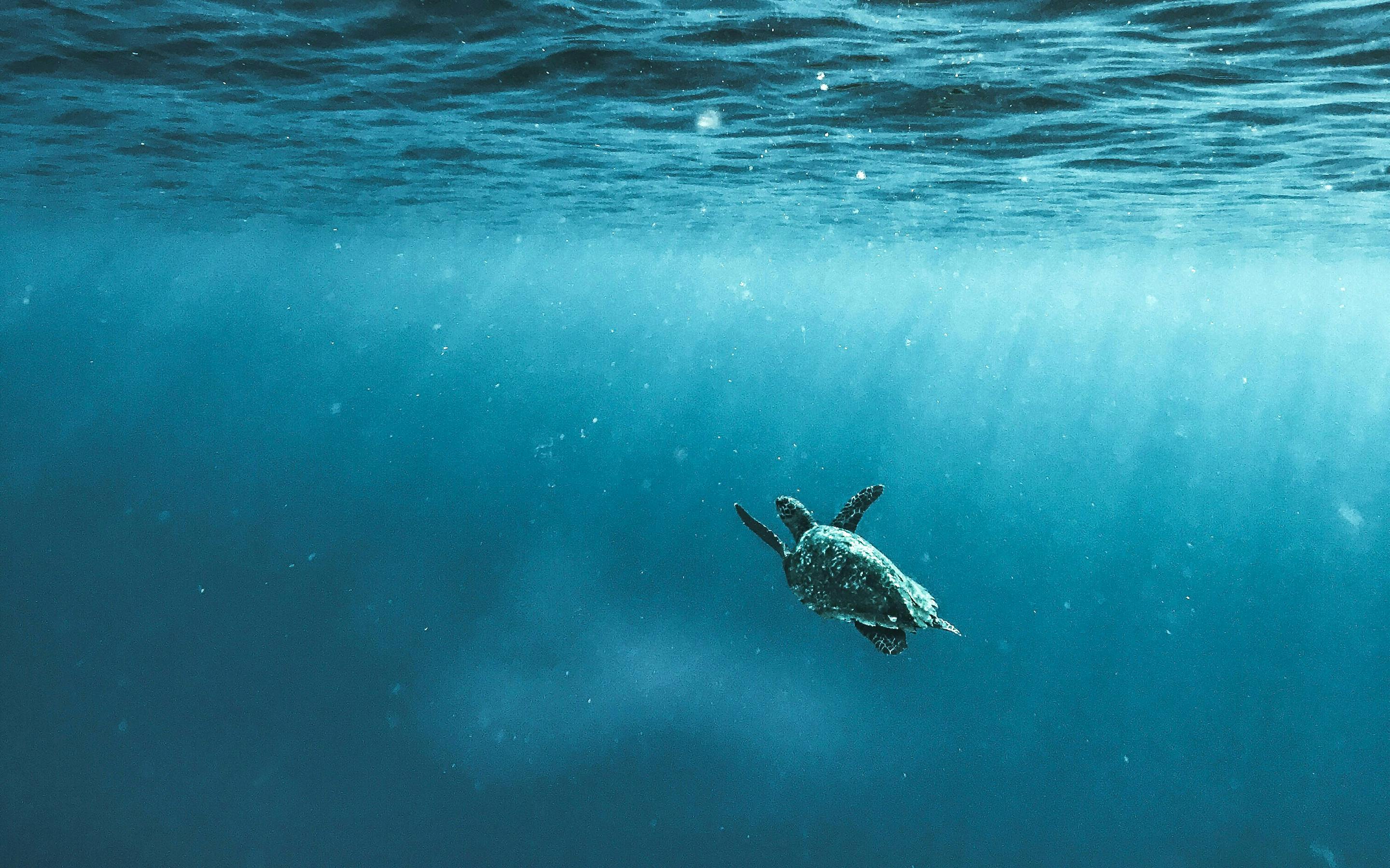 Turtle underwater in clear blue light, with bubbles rising toward the surface above a dark reef under soft light