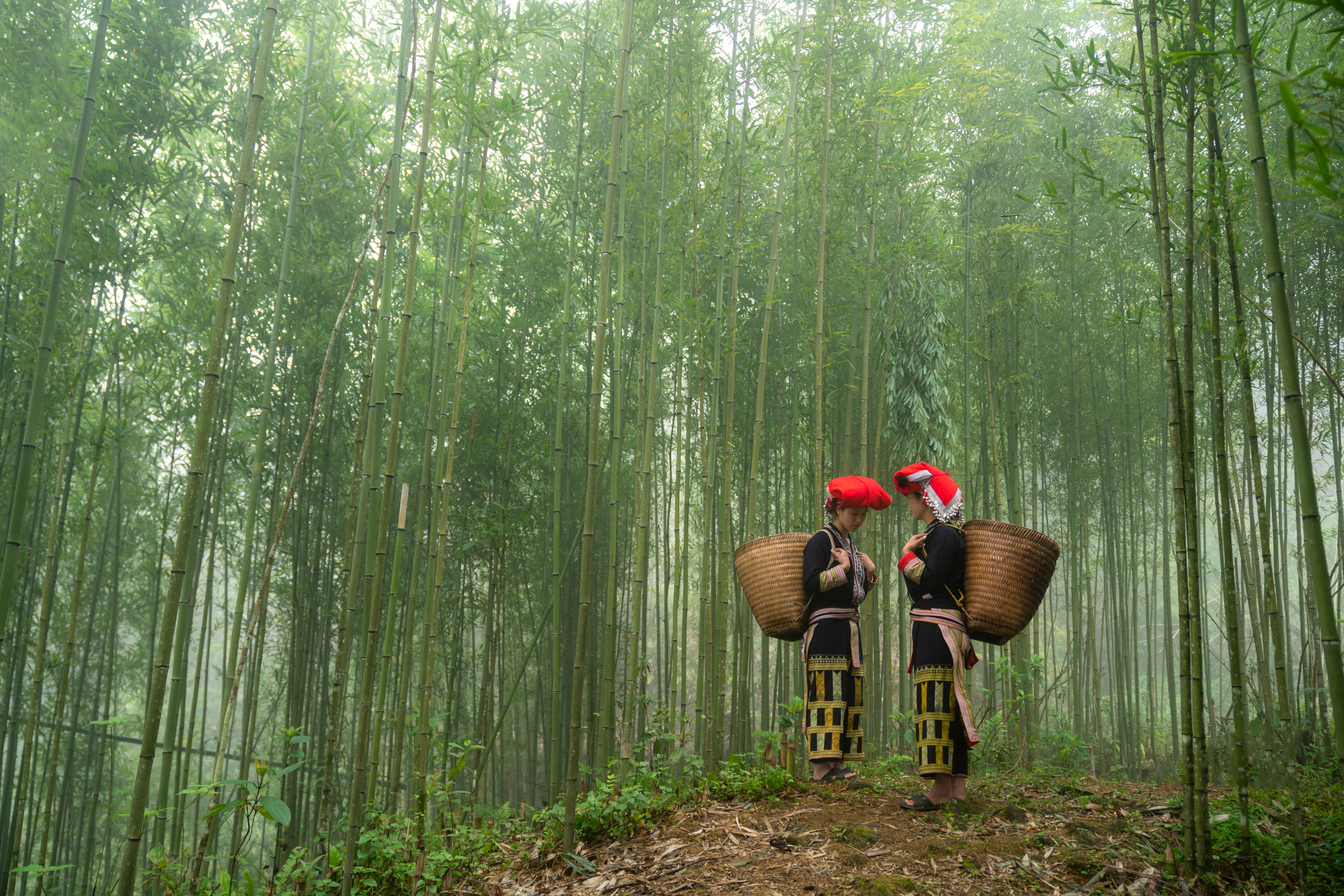 Two people with baskets walk along a path through tall bamboo, with dappled light filtering in under soft daylight.