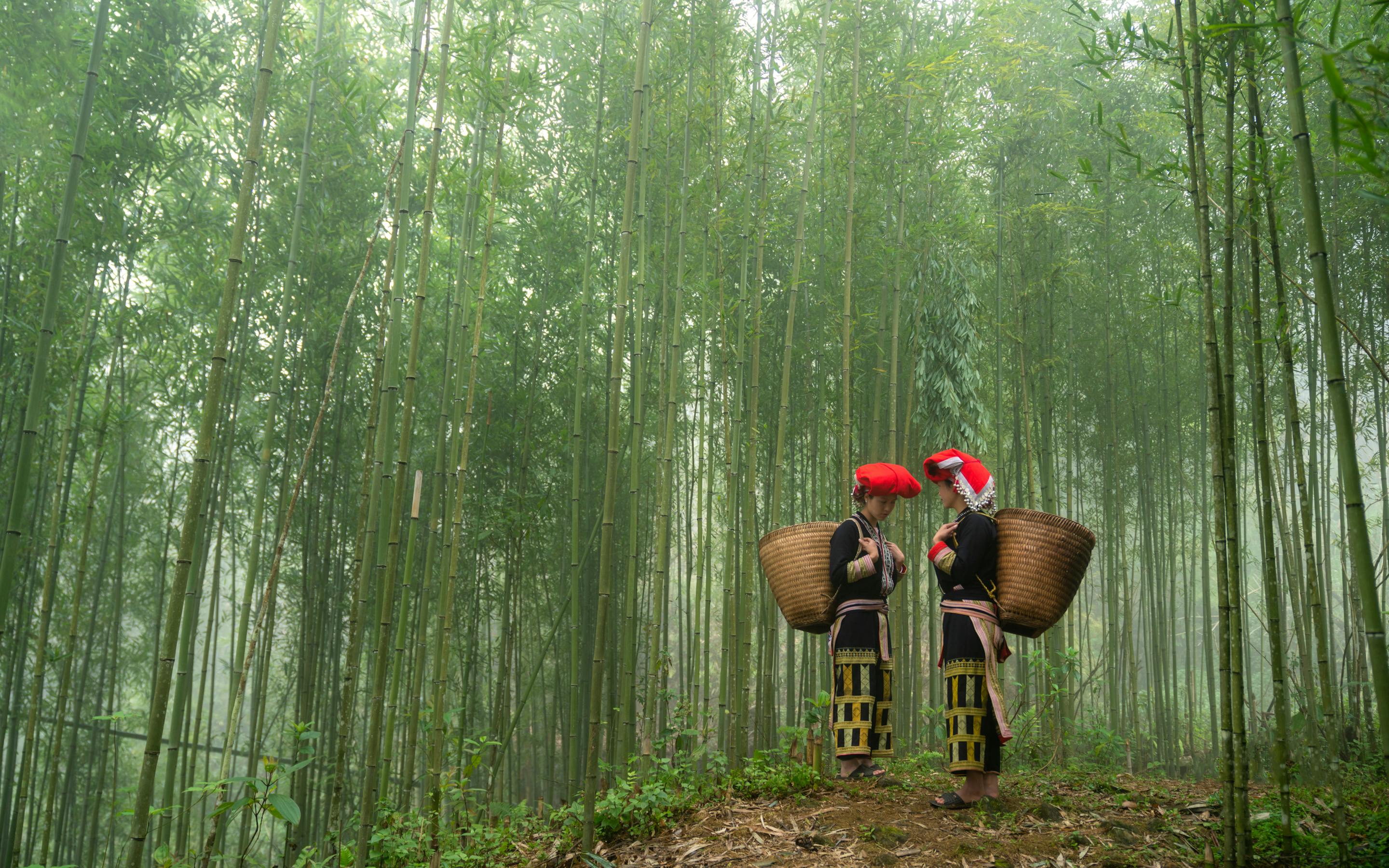 Two people with baskets walk along a path through tall bamboo, with dappled light filtering in under soft daylight.