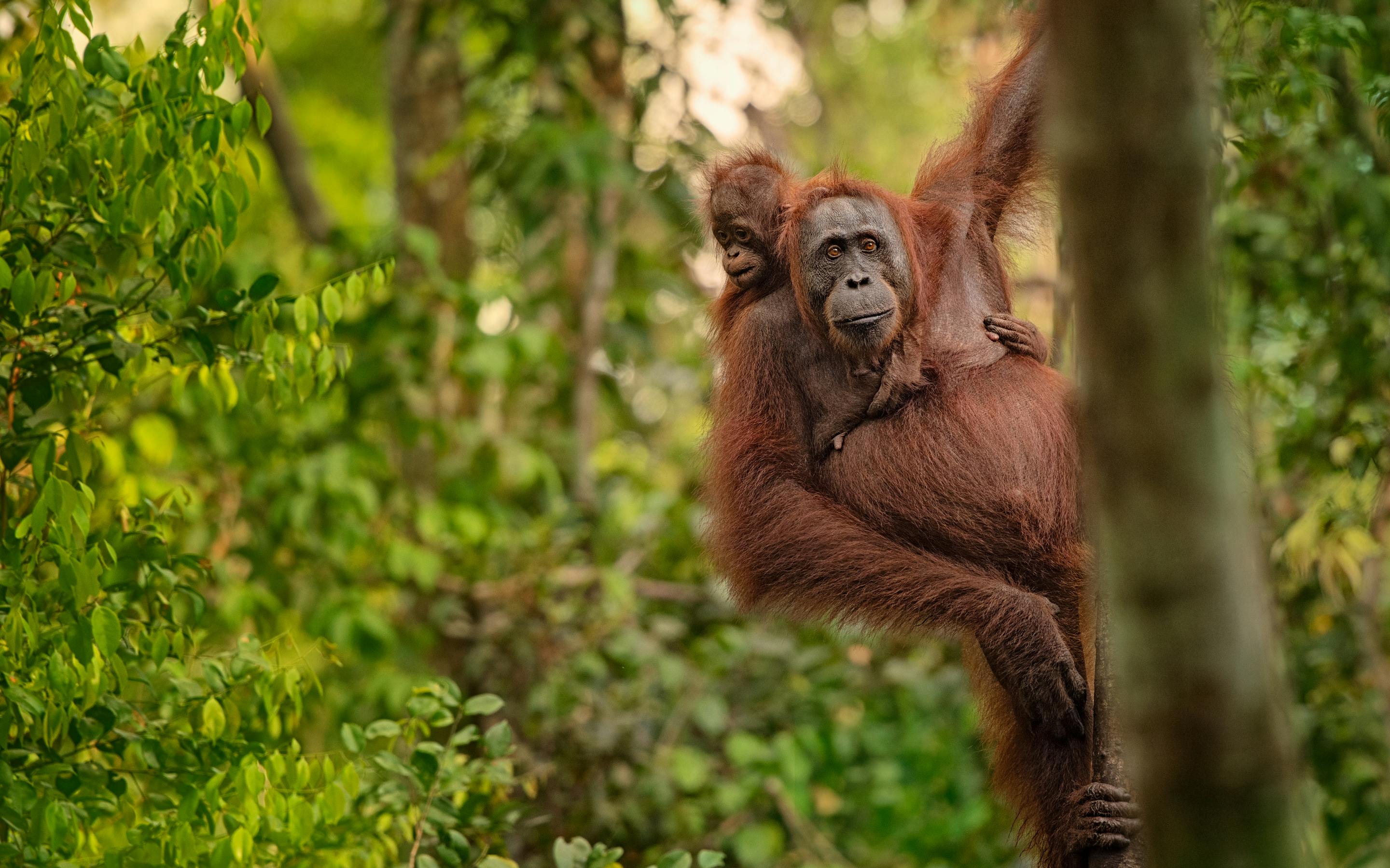 Orangutan clings to a tree trunk in a rainforest, with textured bark and green foliage all around under soft daylight.