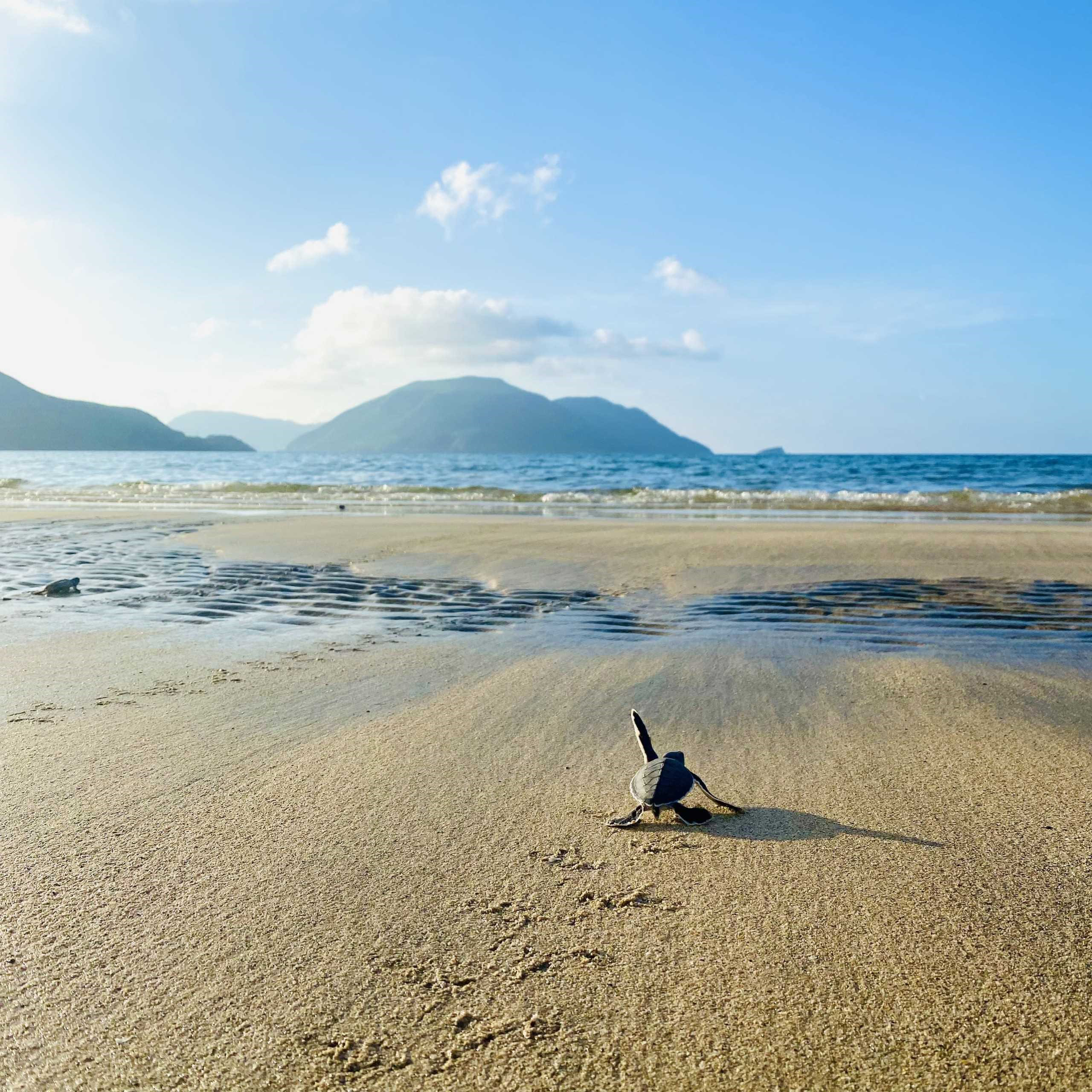 Small sea turtle crawls across pale sand toward the shoreline, with gentle waves and footprints nearby under soft daylight.