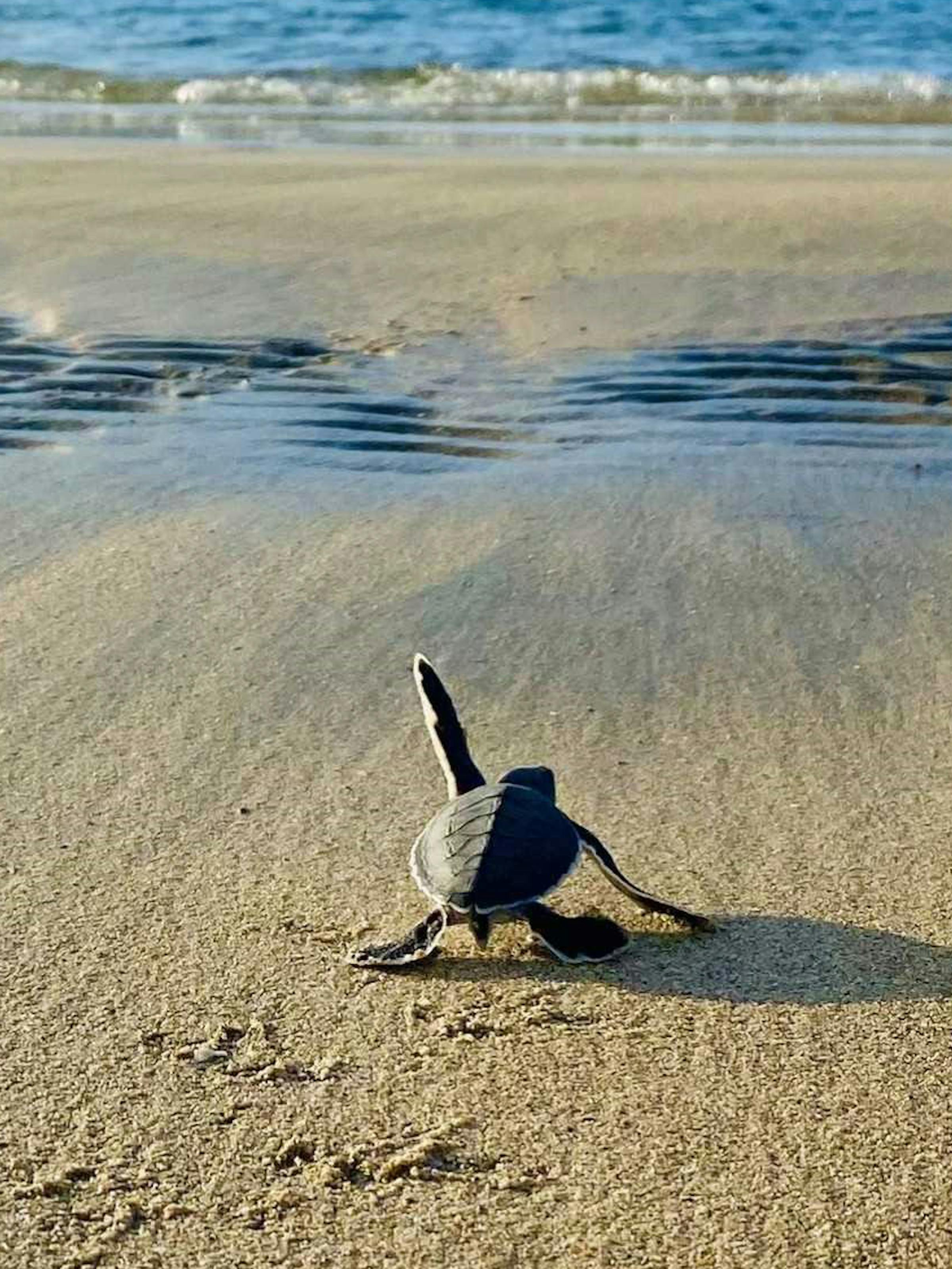 Small sea turtle crawls across pale sand toward the shoreline, with gentle waves and footprints nearby under soft daylight.