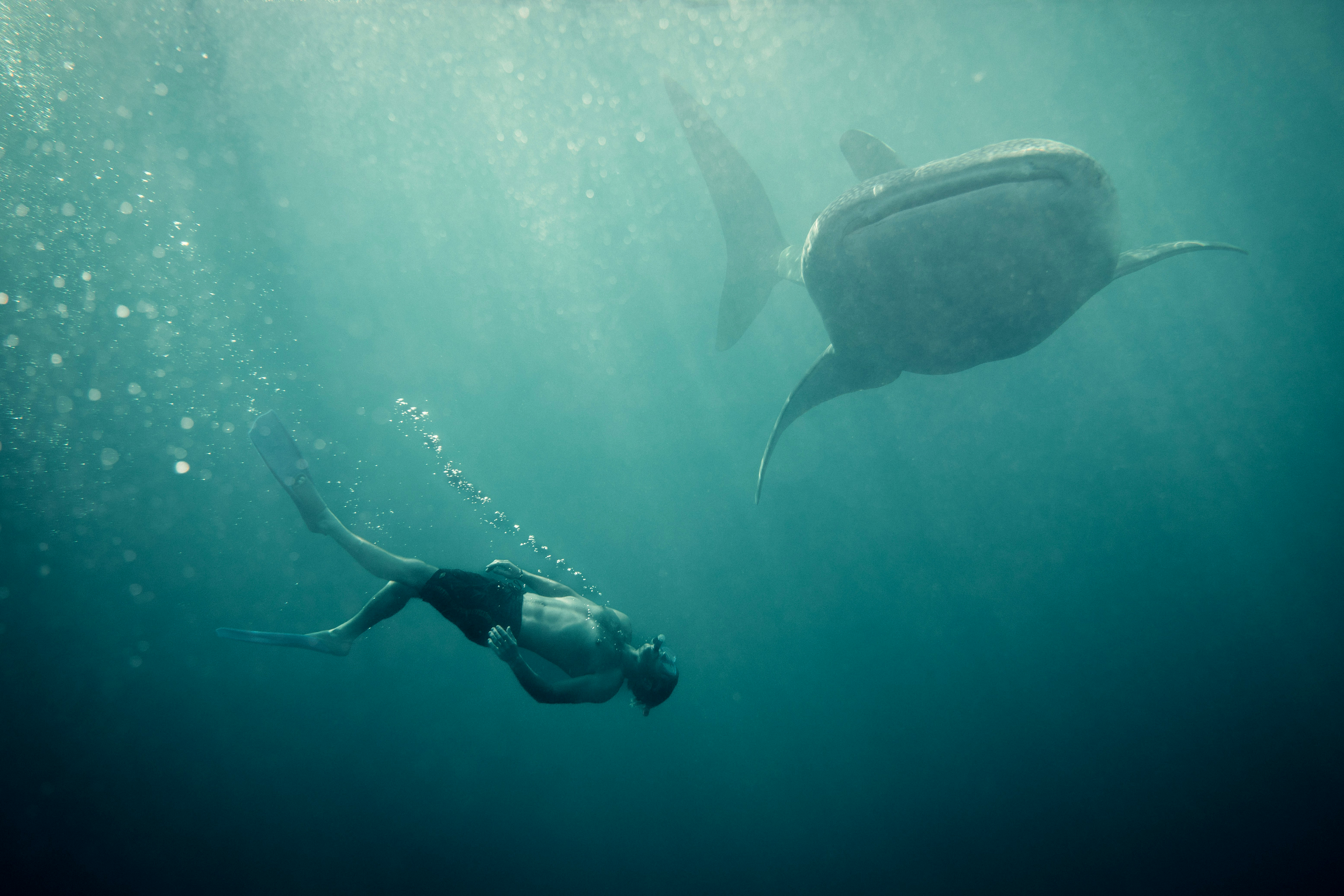 Snorkeler drifts near underwater with sunbeams above and a whaleshark nearby, with blue water fading into darkness below under soft daylight.