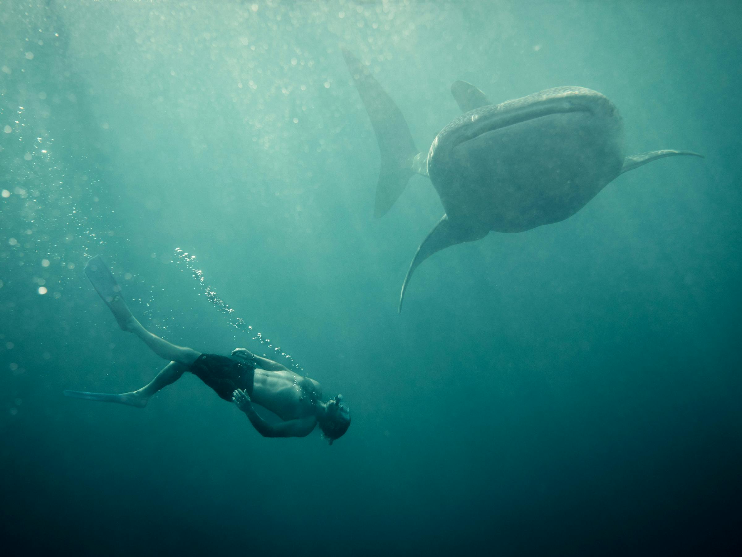 Snorkeler drifts near underwater with sunbeams above and a whaleshark nearby, with blue water fading into darkness below under soft daylight.