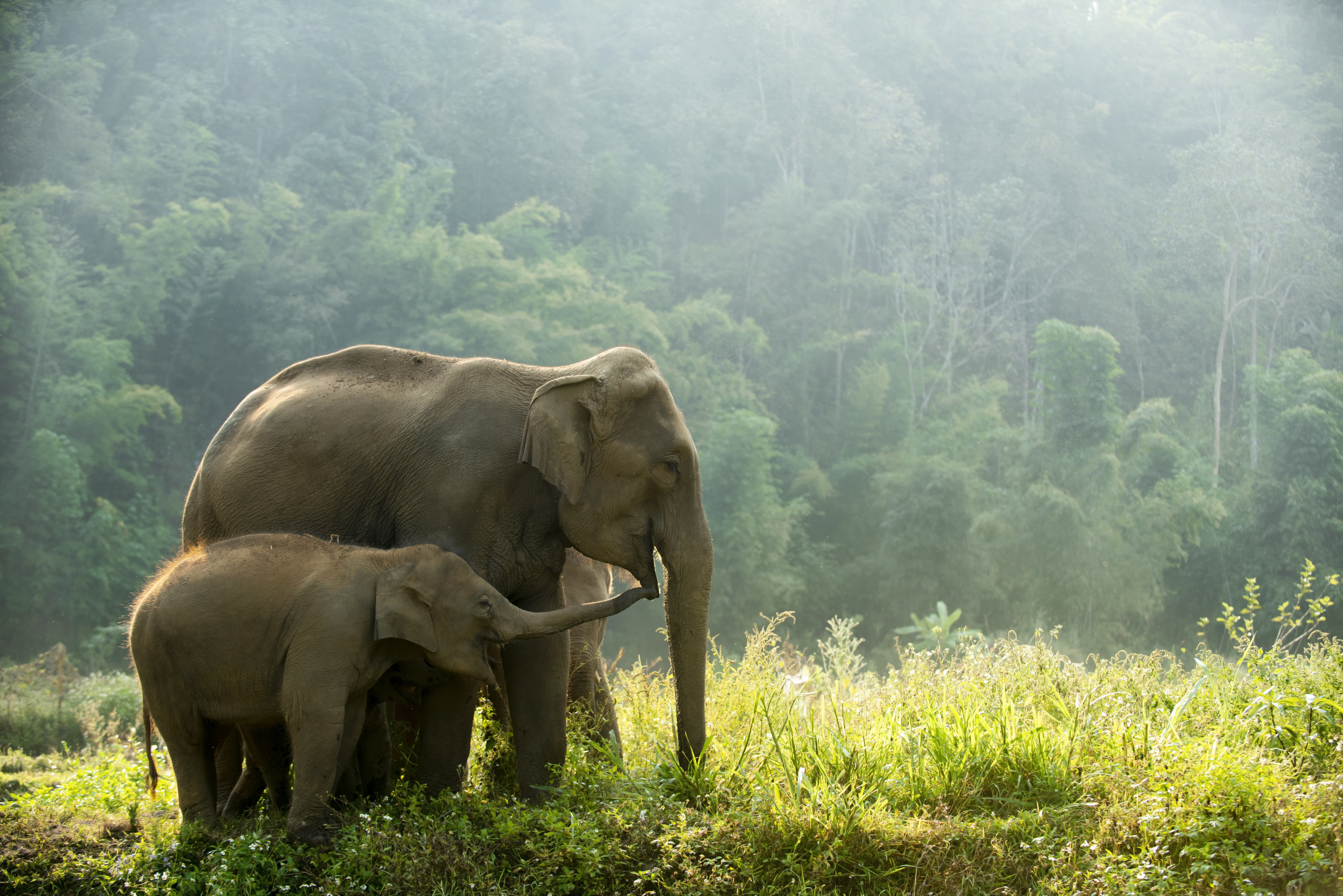 Two elephants stand in a misty clearing, with tall grass and soft fog blurring the forest behind them under soft daylight.