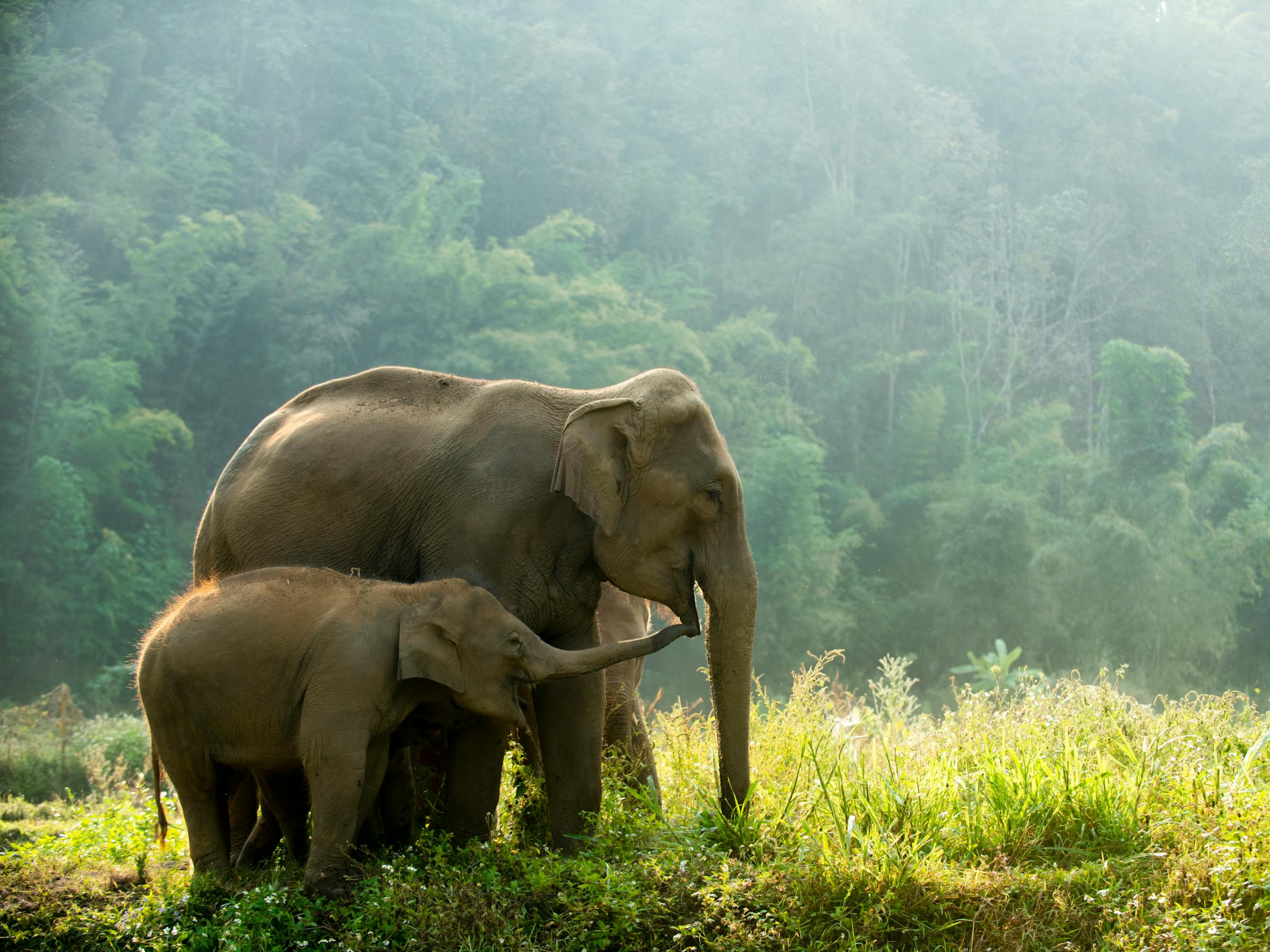 Two elephants stand in a misty clearing, with tall grass and soft fog blurring the forest behind them under soft daylight.