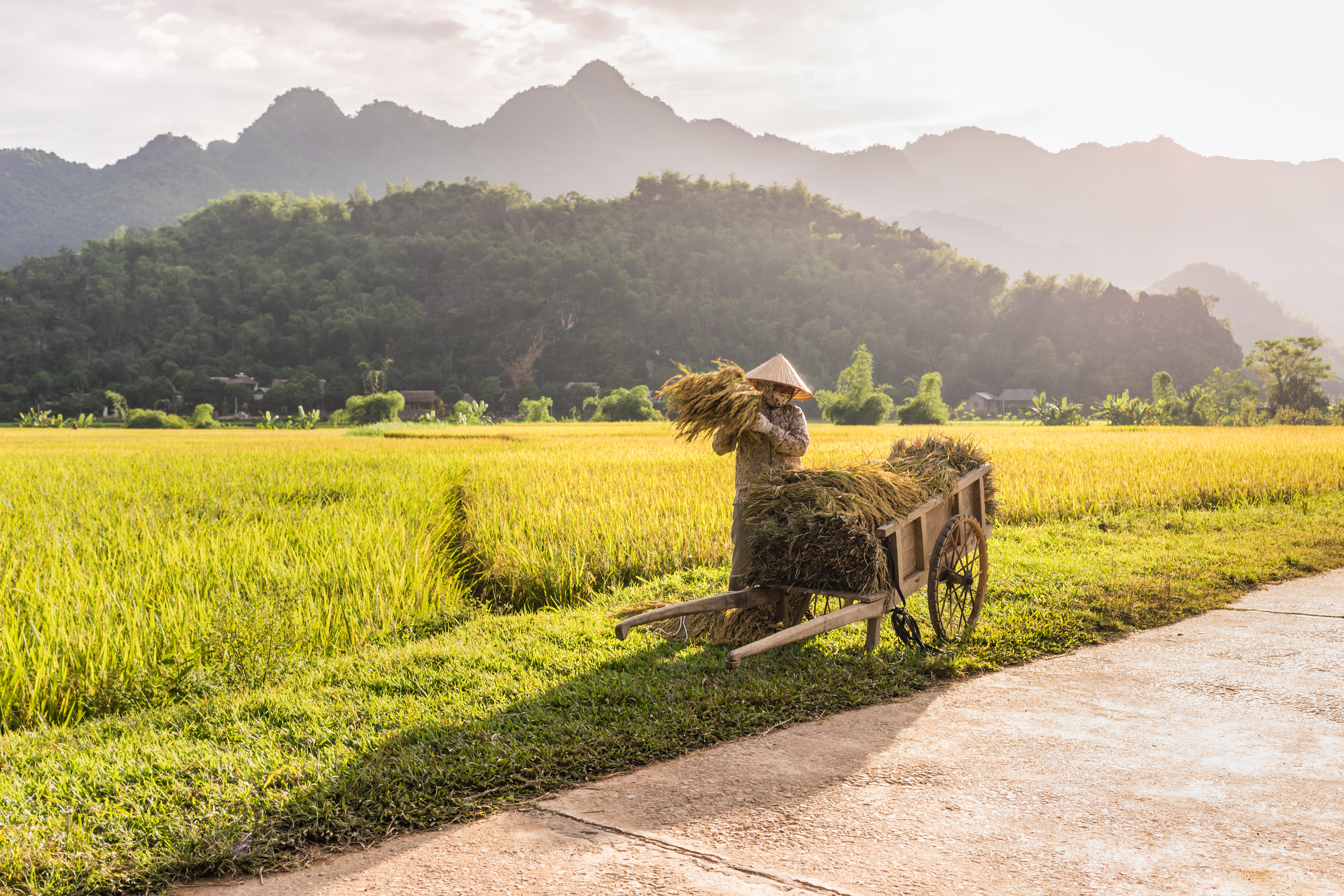 Person loads rice on to a cart beside bright rice fields, with limestone hills rising in the background under soft daylight.