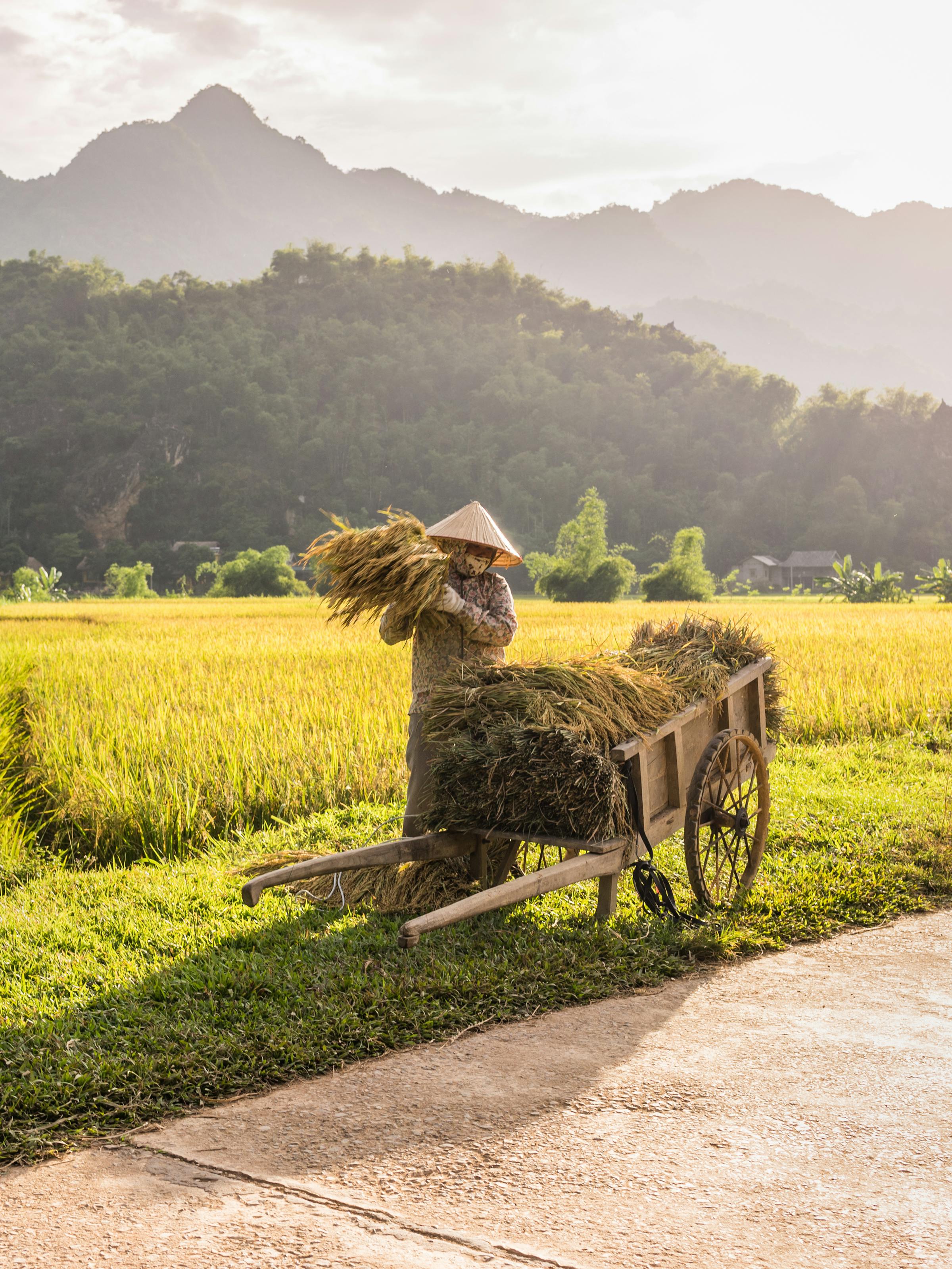 Person loads rice on to a cart beside bright rice fields, with limestone hills rising in the background under soft daylight.