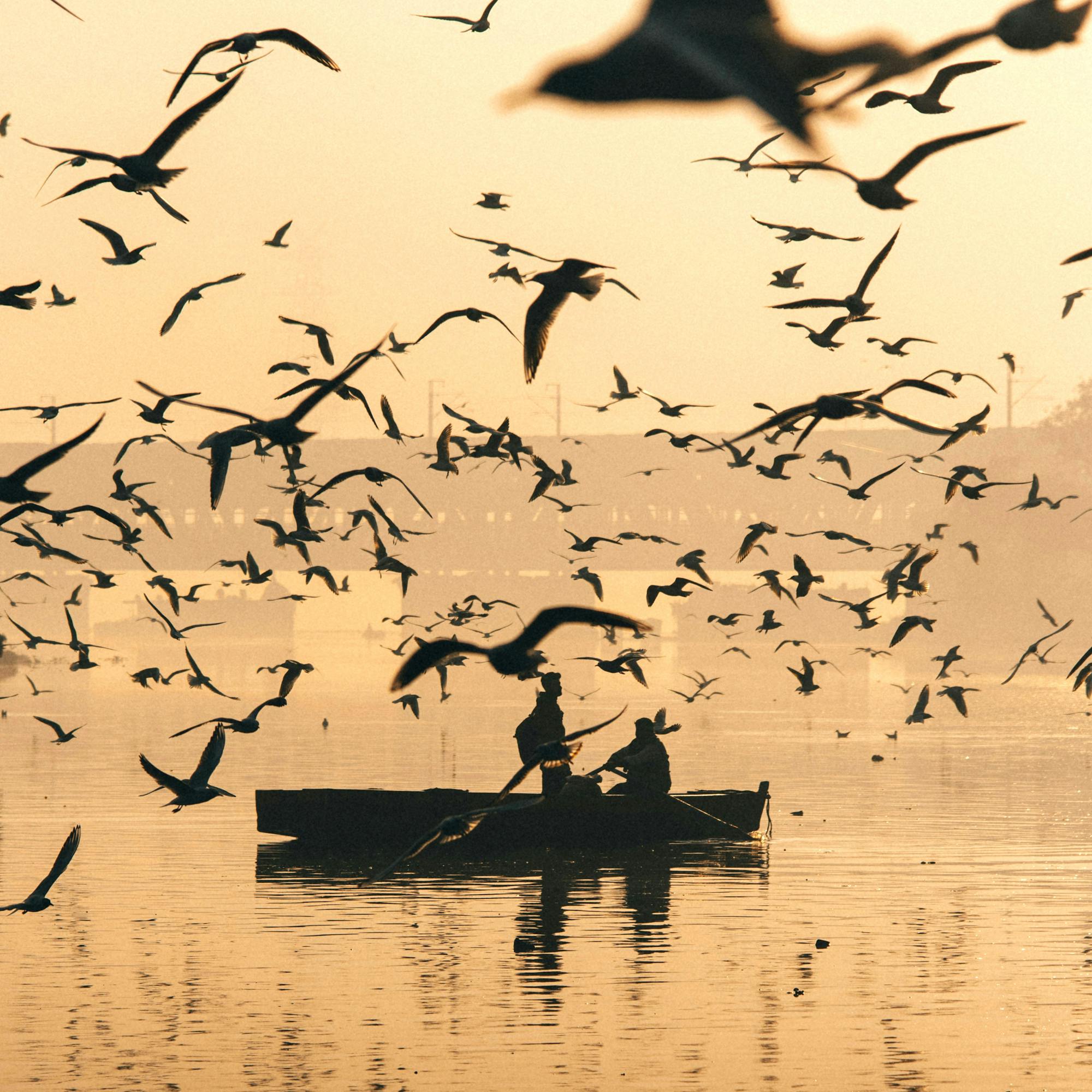 A small boat silhouettes on a still river as dozens of birds sweep across a golden sunrise reflected in the water.