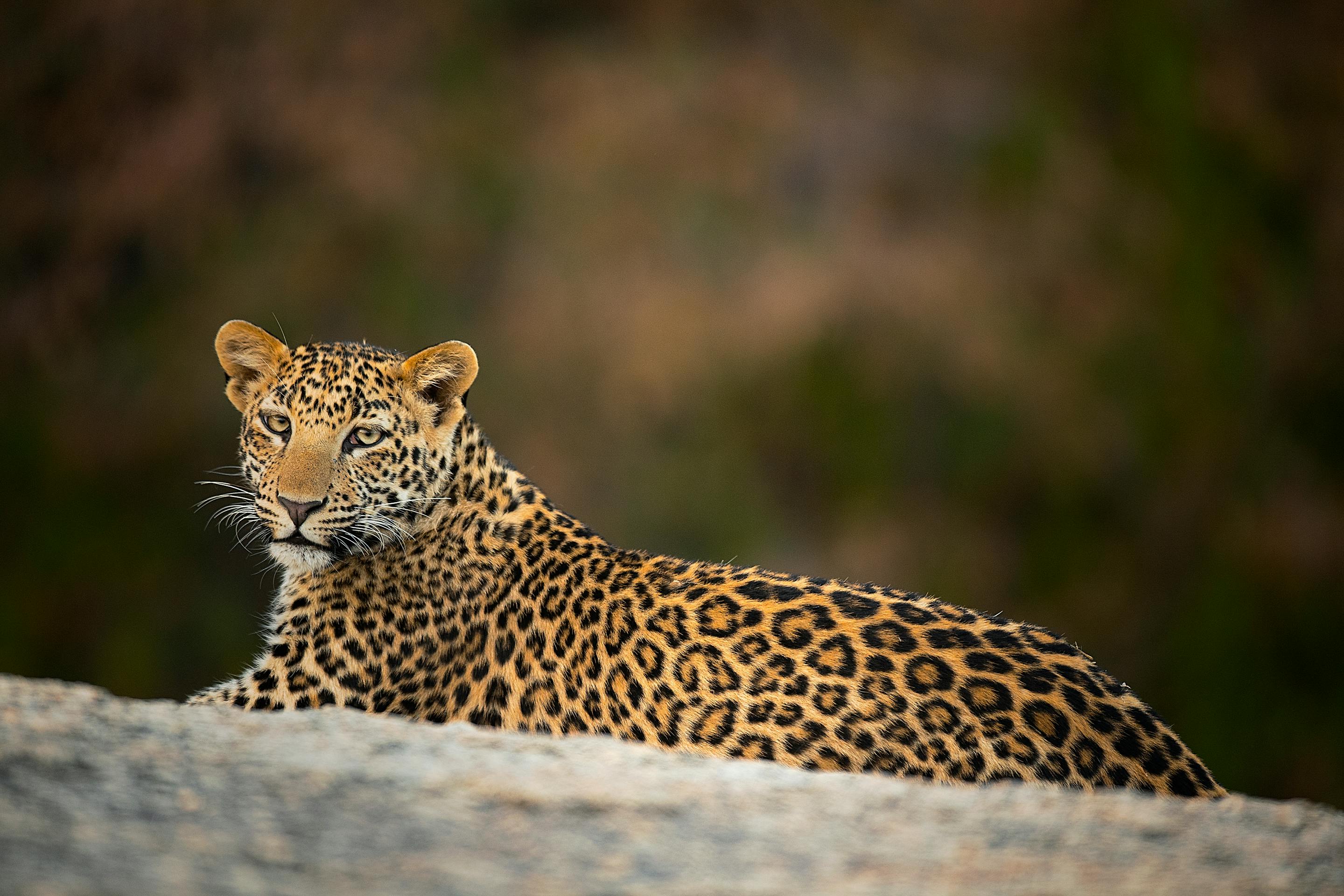 A leopard lies stretched on a rock ledge, its spotted coat sharp against a blurred brown landscape in warm light.