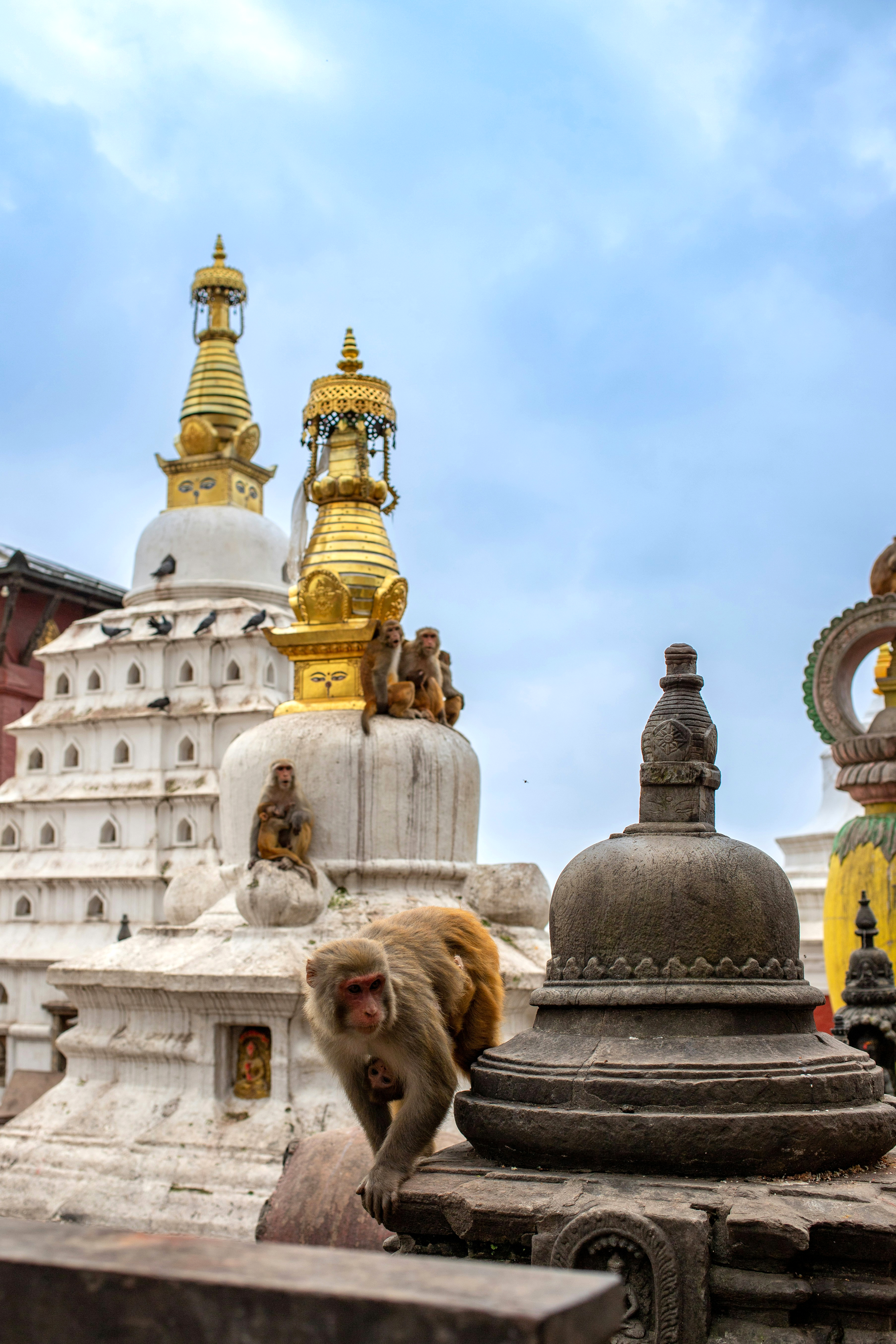 A macaque sits on a stone ledge near white stupas and golden spires, with cloudy sky and rooftops behind.