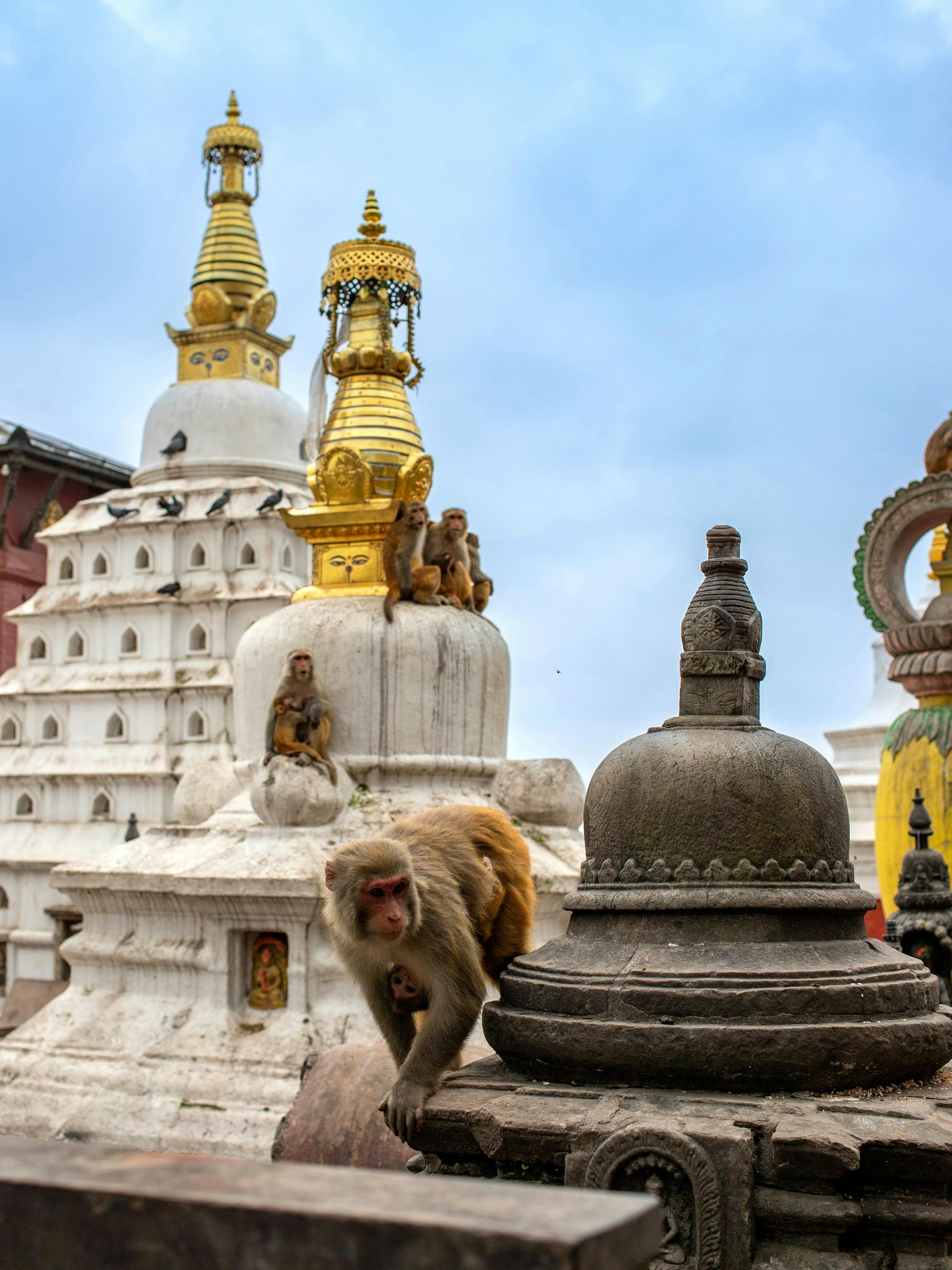 A macaque sits on a stone ledge near white stupas and golden spires, with cloudy sky and rooftops behind.