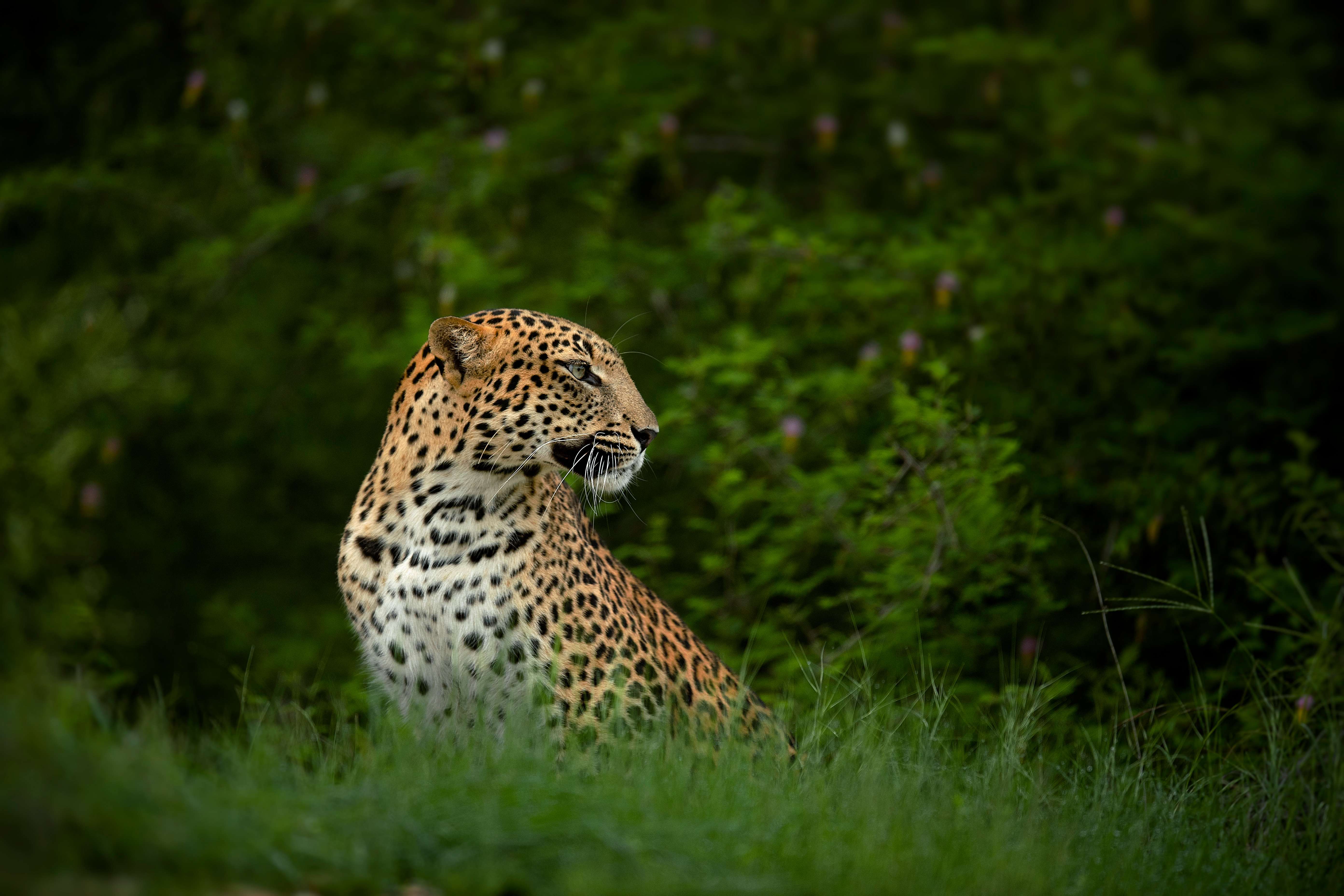 A leopard sits partly hidden in tall green grass, its head turned as it watches quietly from the shaded edge.