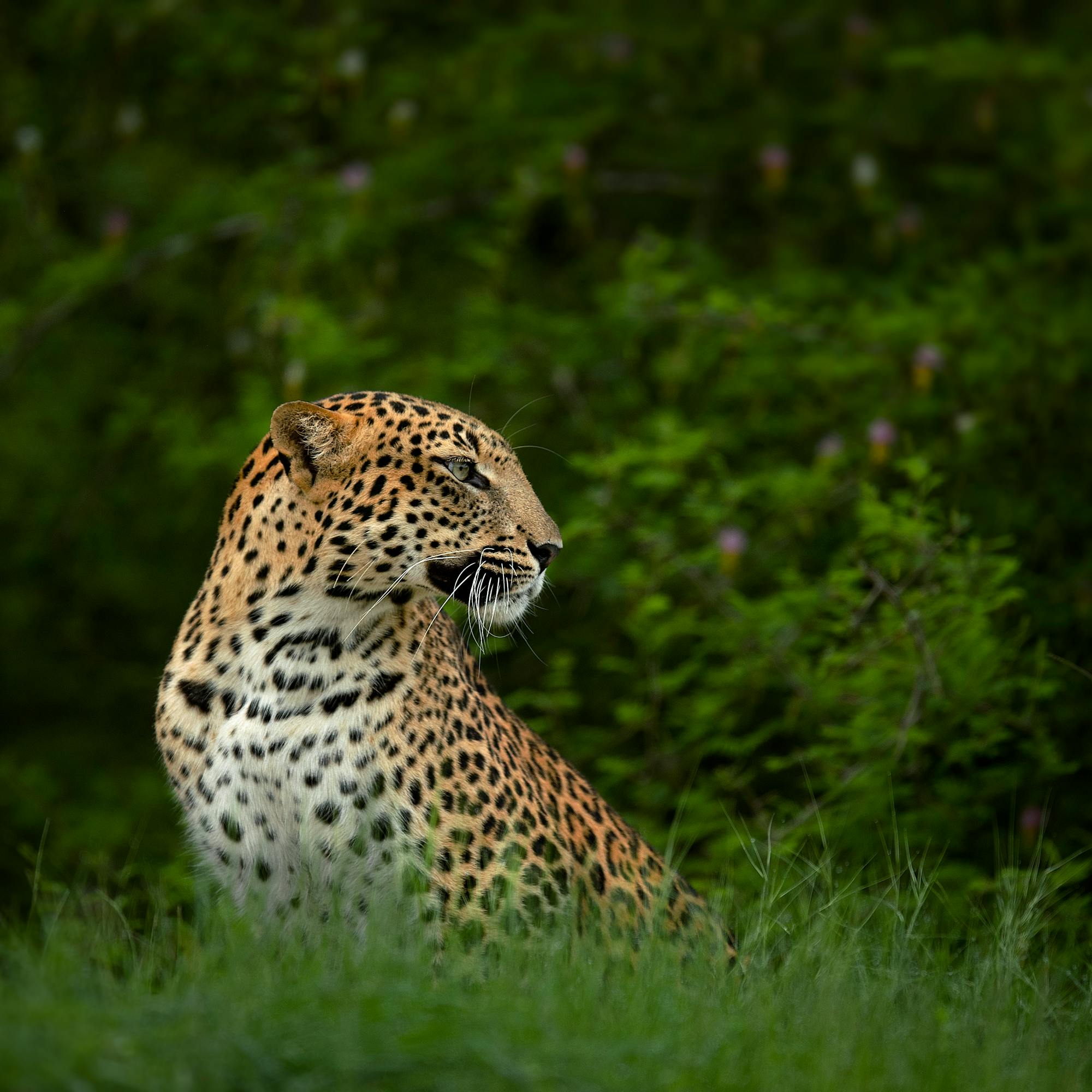 A leopard sits partly hidden in tall green grass, its head turned as it watches quietly from the shaded edge.