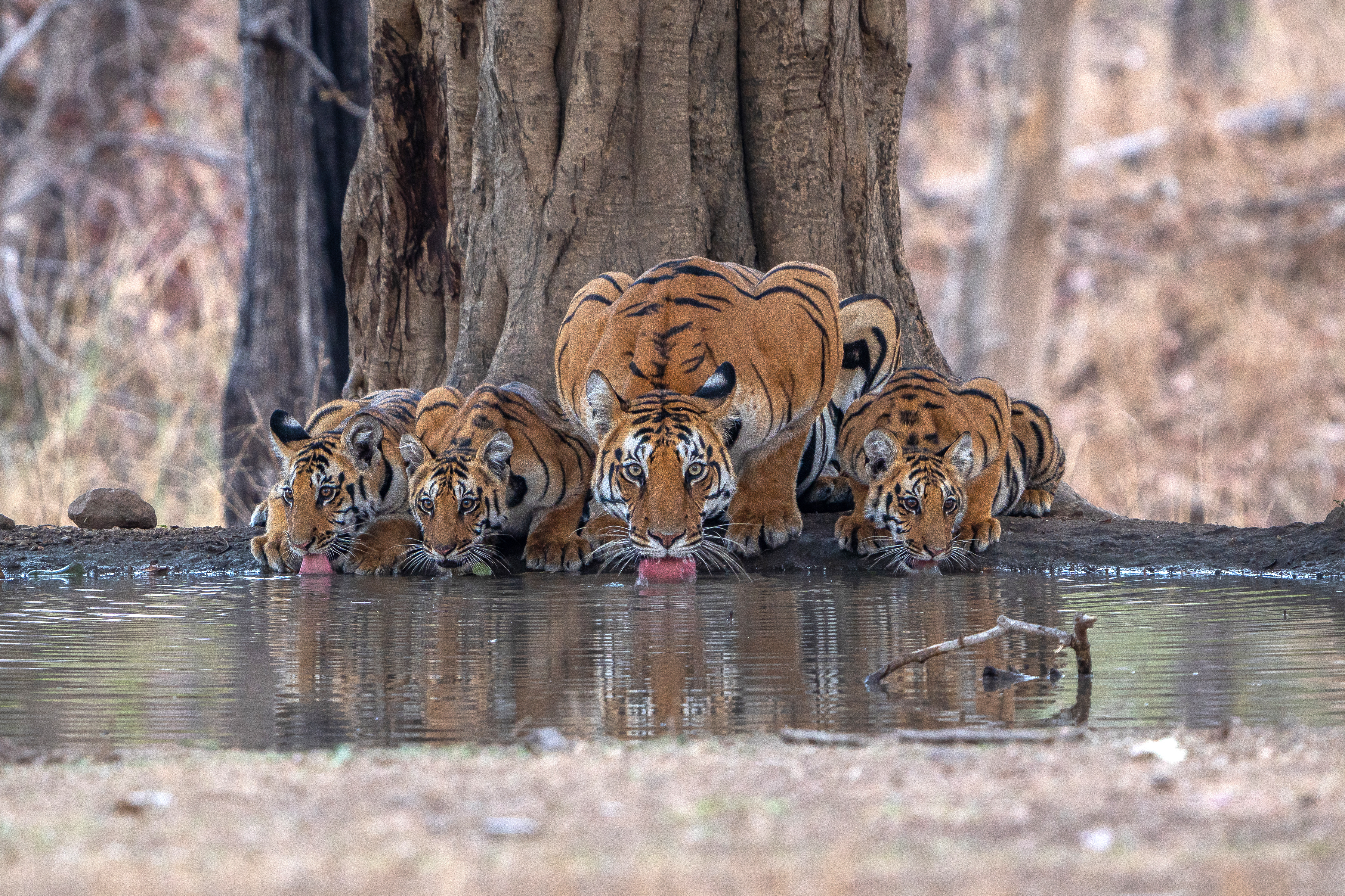 A tigress and her cubs drink at a shallow waterhole, their reflections rippling beside dry leaves and branches.
