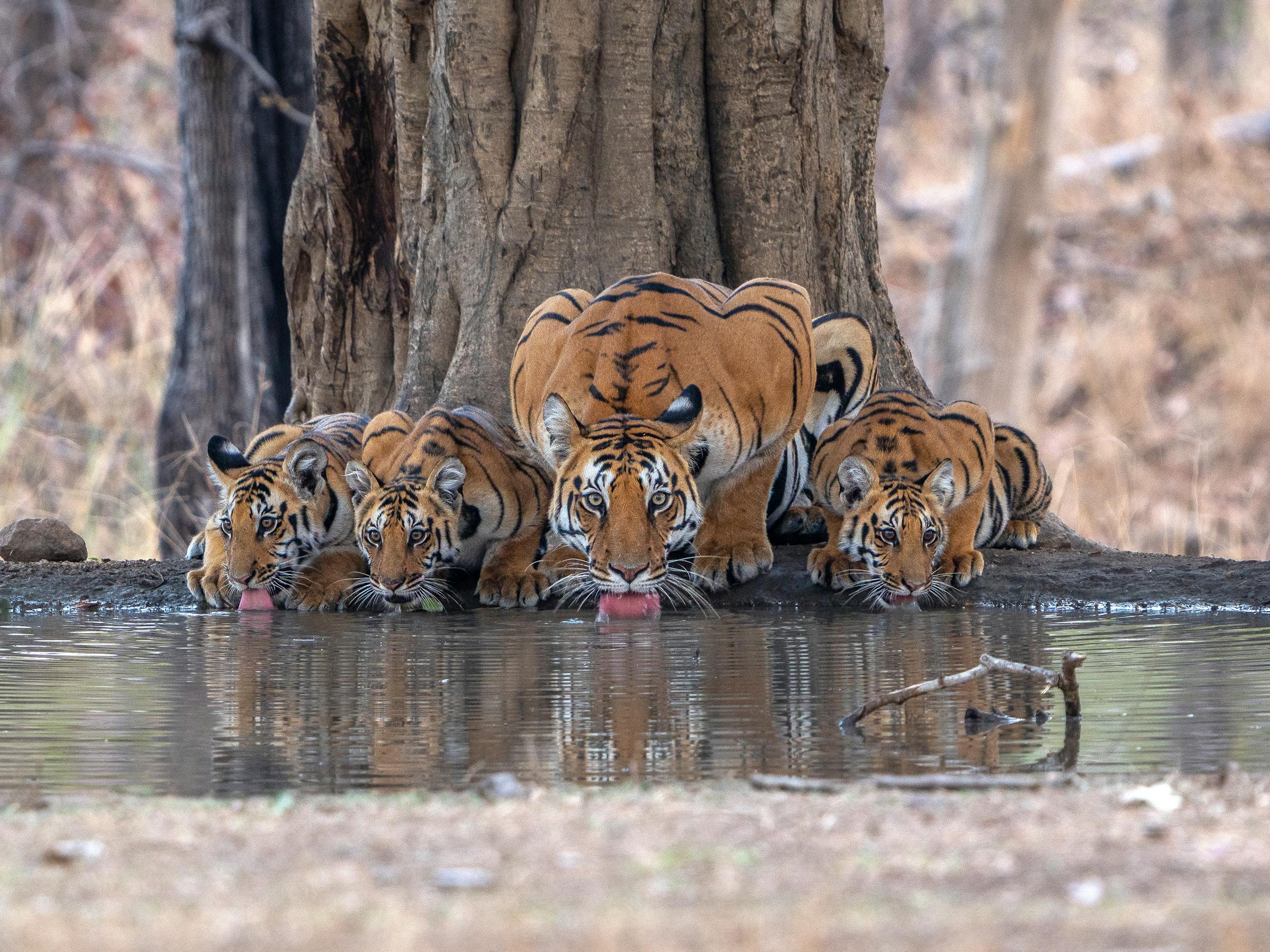 A tigress and her cubs drink at a shallow waterhole, their reflections rippling beside dry leaves and branches.