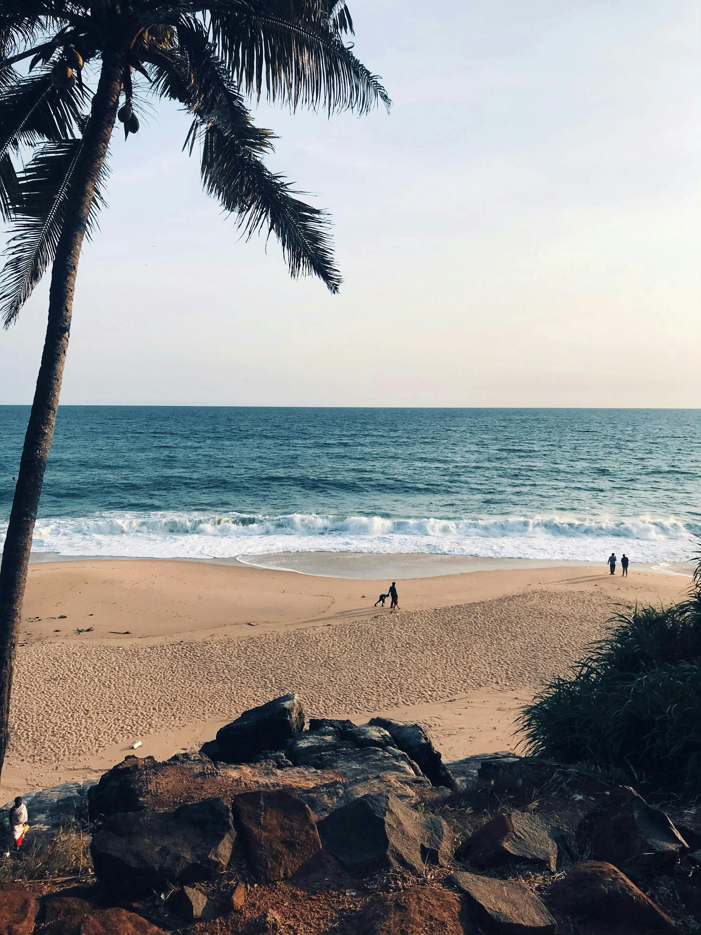 A palm tree curves over a quiet sandy beach as gentle waves roll in, with dark rocks and open sea beyond.