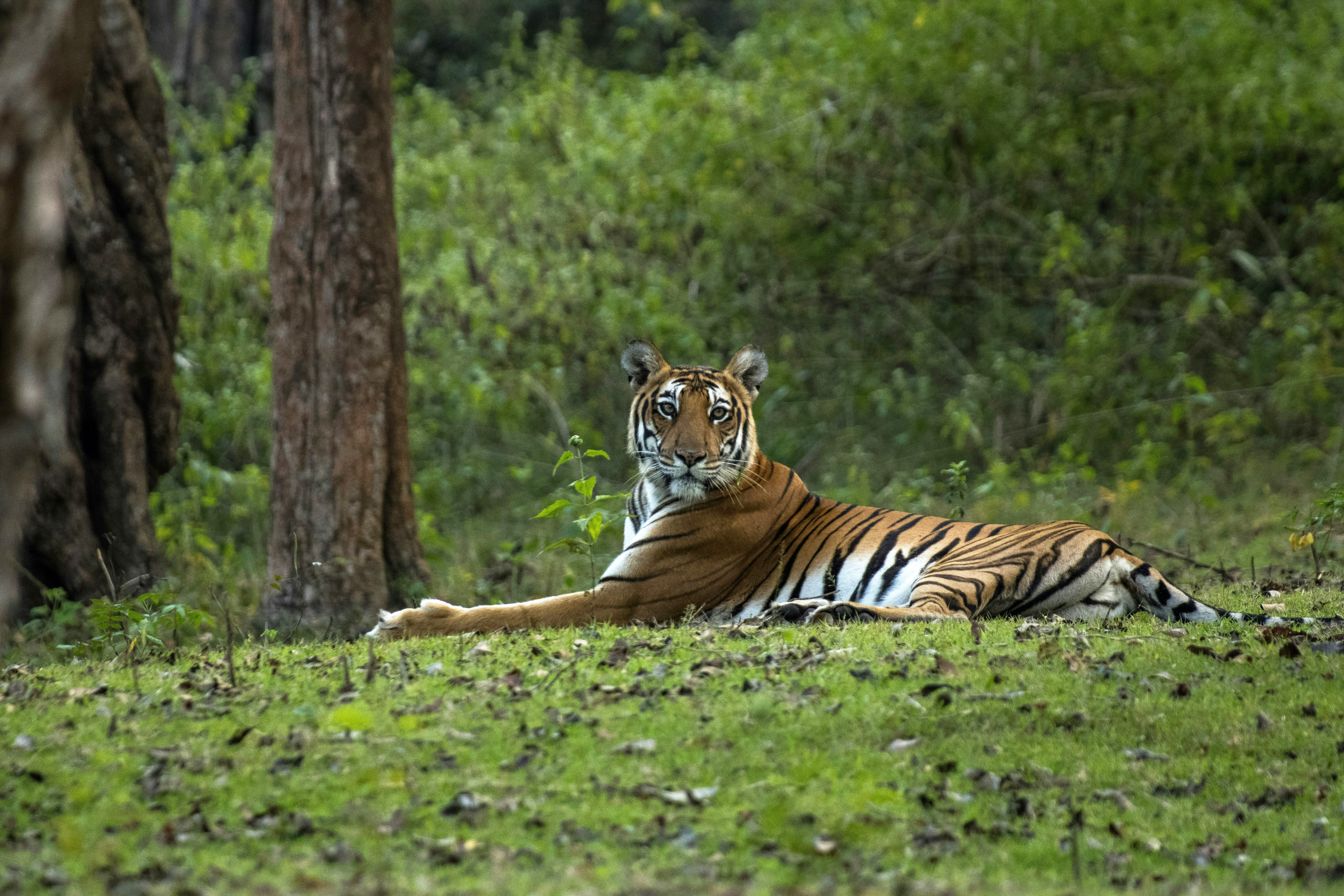 A Bengal tiger rests on green groundcover in a wooded clearing, watching alertly between tree trunks and brush.