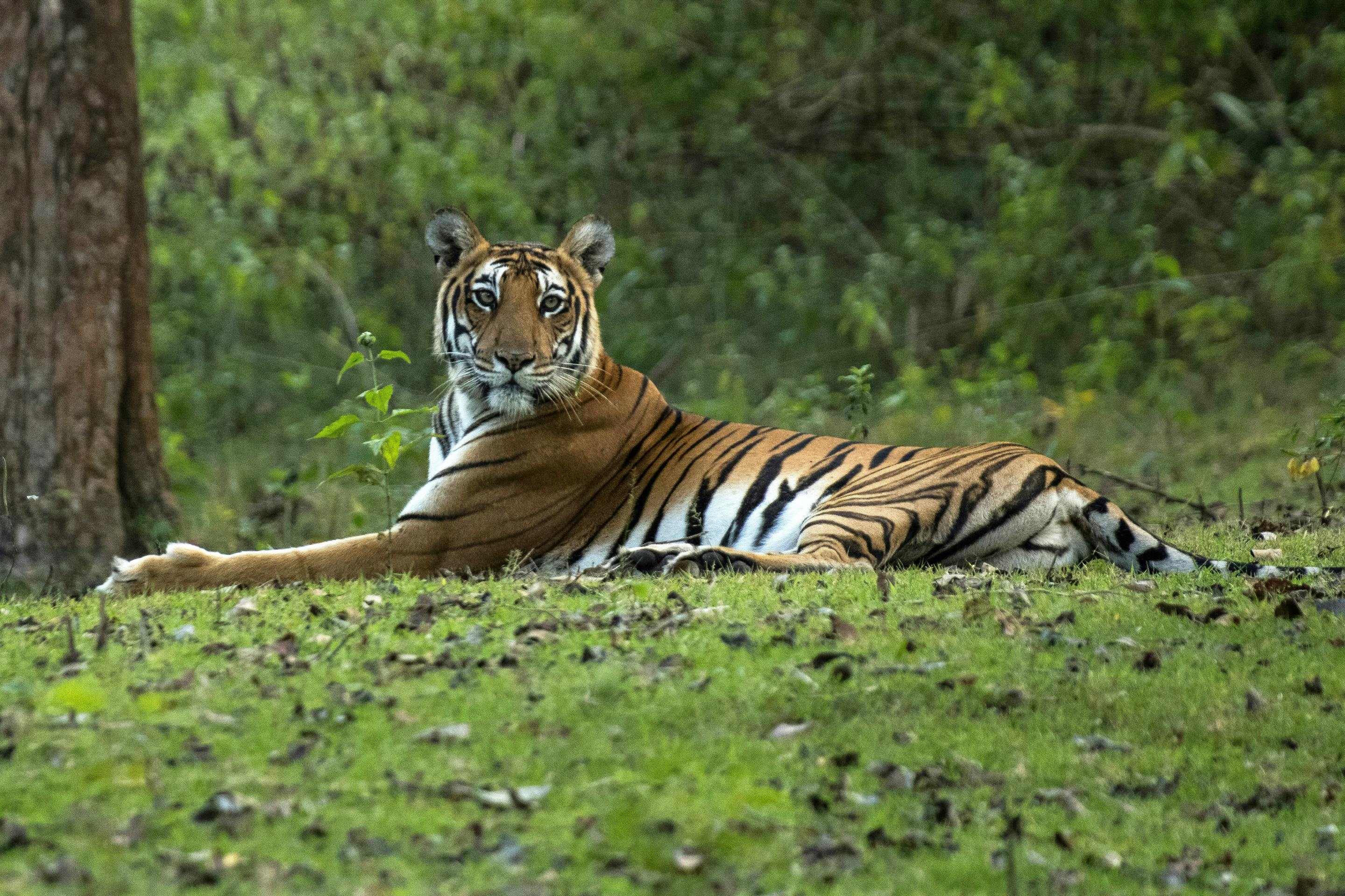 A Bengal tiger rests on green groundcover in a wooded clearing, watching alertly between tree trunks and brush.