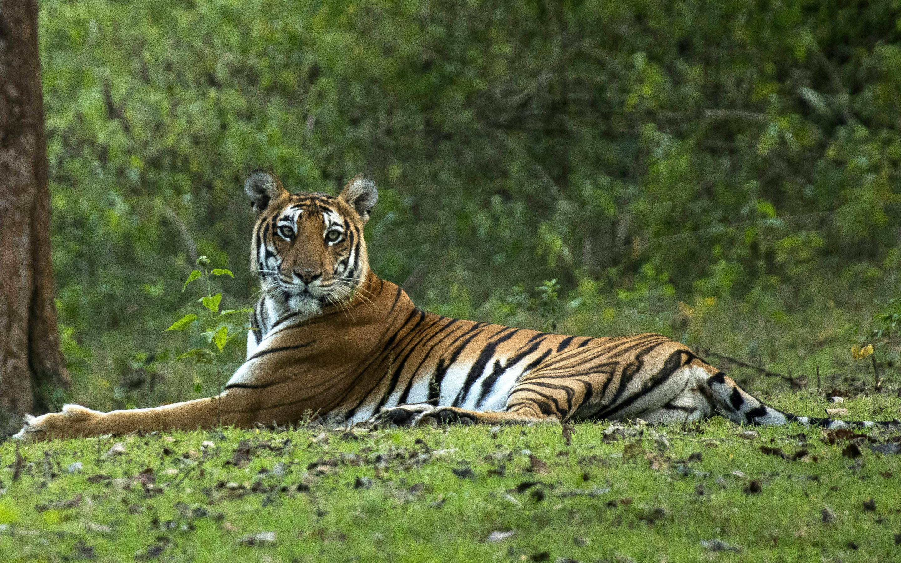 A Bengal tiger rests on green groundcover in a wooded clearing, watching alertly between tree trunks and brush.