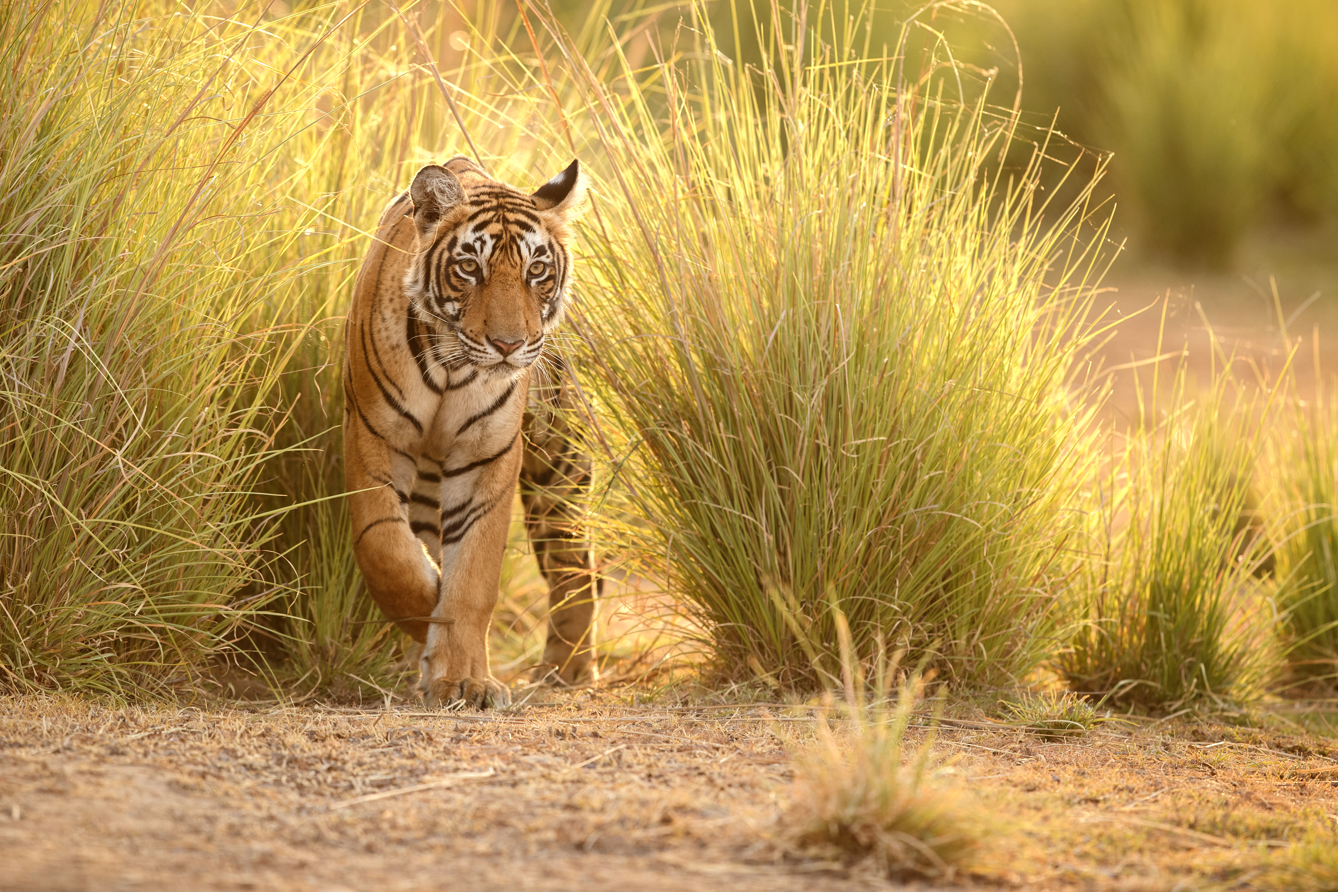A Bengal tiger walks forward through tall golden grass, its striped face sharp and focused in sunlit brush.