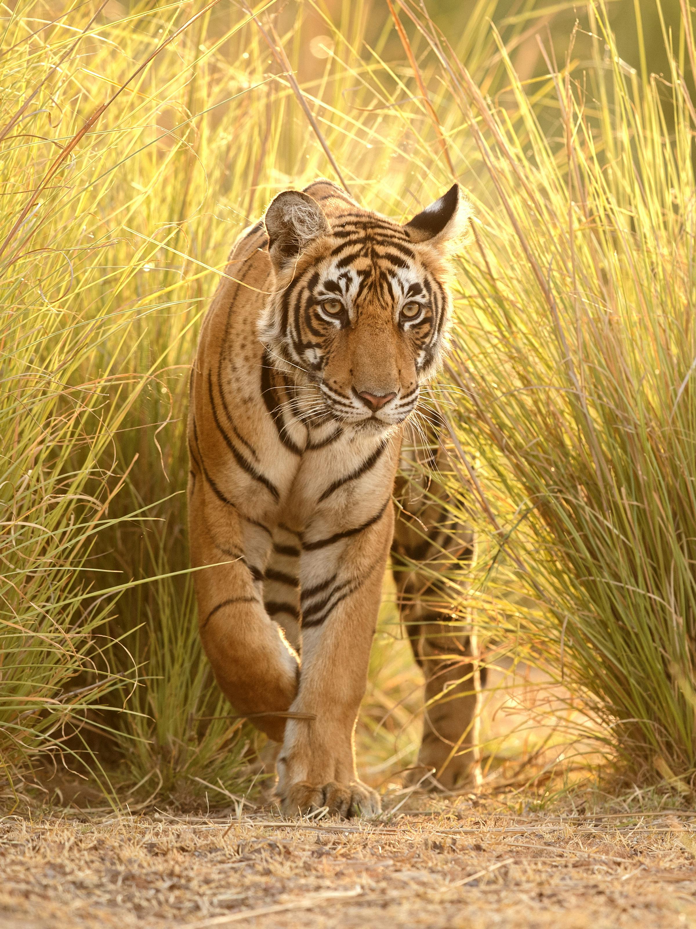 A Bengal tiger walks forward through tall golden grass, its striped face sharp and focused in sunlit brush.