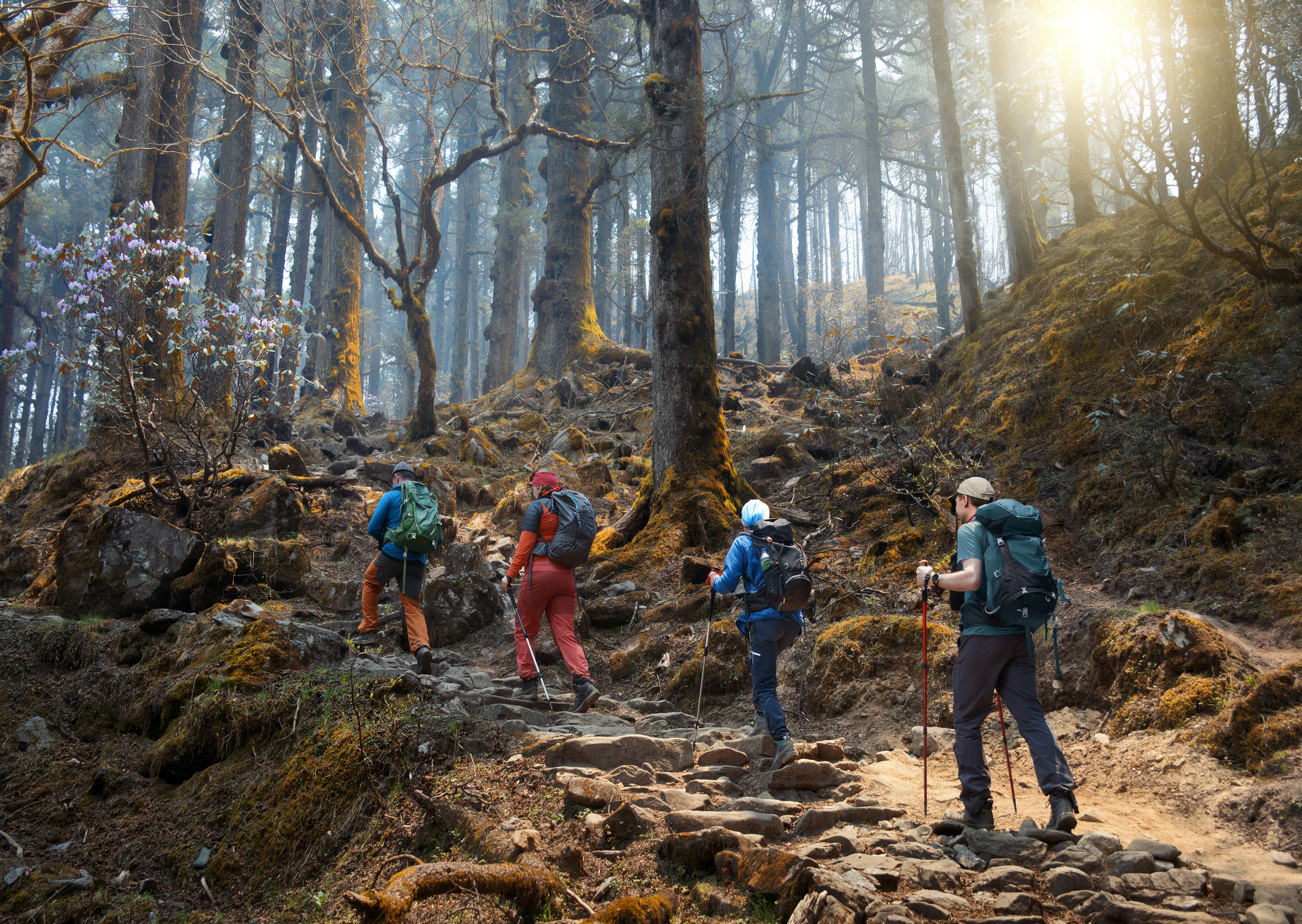 Group of hikers climbs a rocky forest trail as sunbeams filter through tall trees and morning mist overhead.