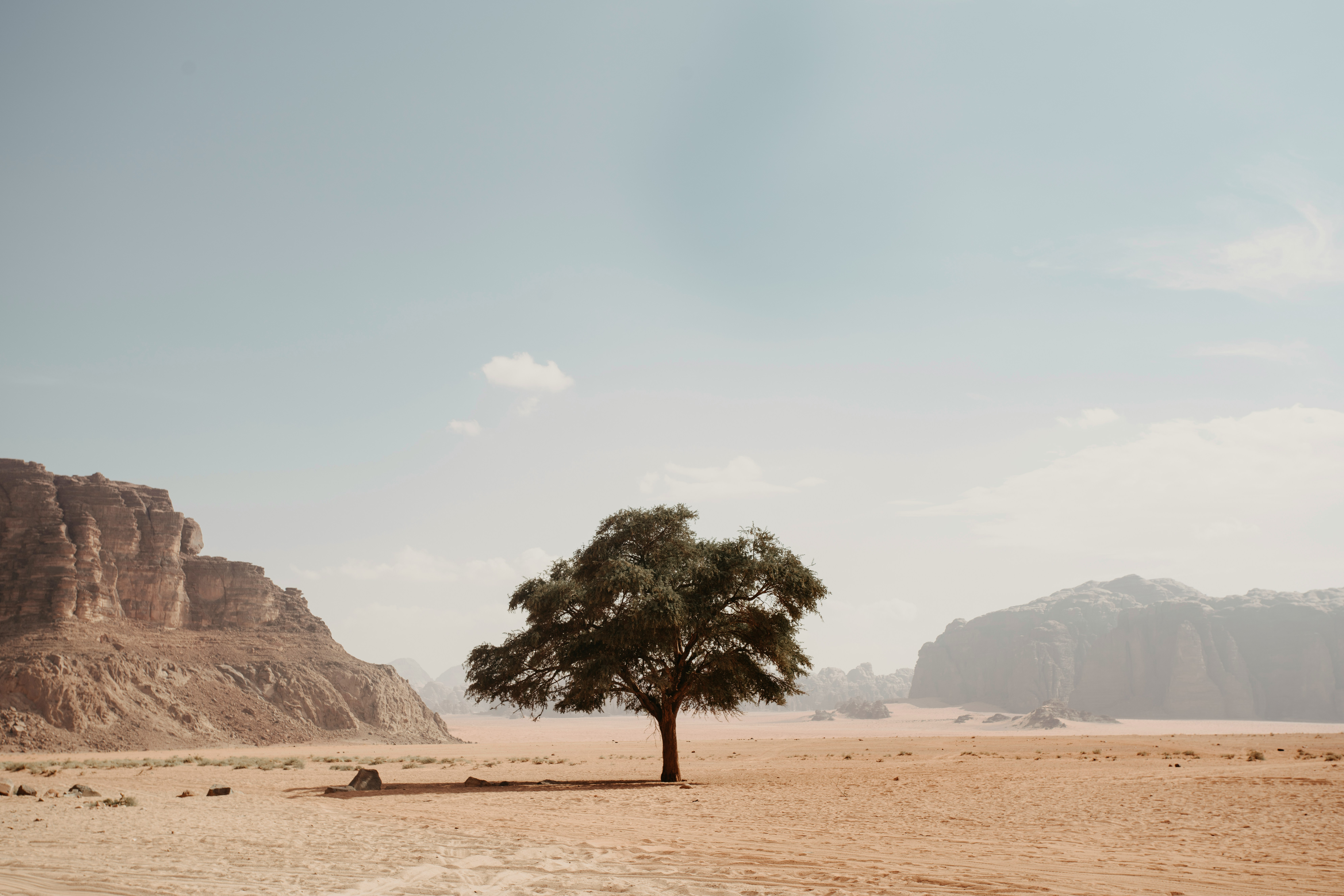 Lone tree stands on a broad sandy flat, surrounded by empty desert with rocky mountains rising in the distance.