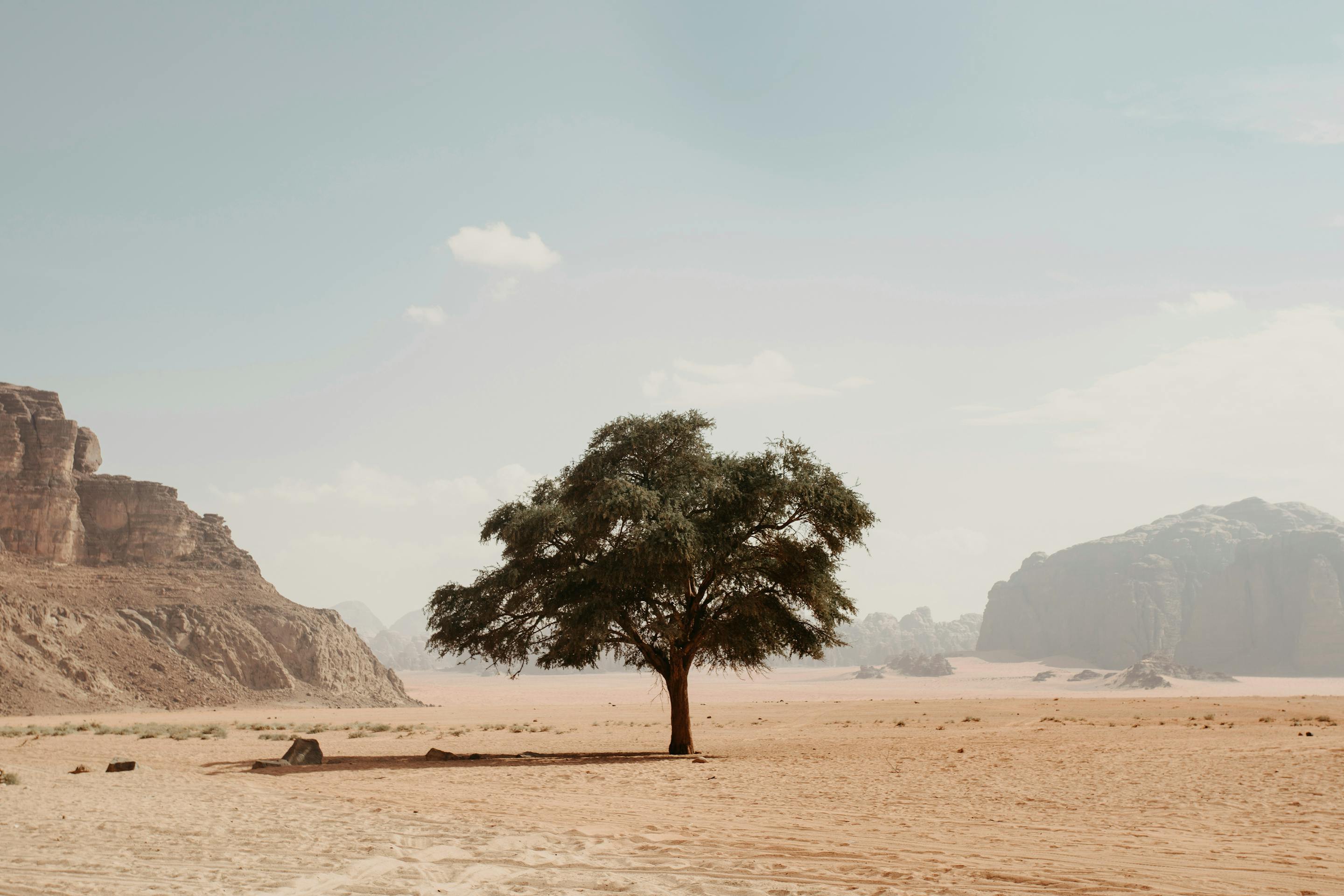 Lone tree stands on a broad sandy flat, surrounded by empty desert with rocky mountains rising in the distance.