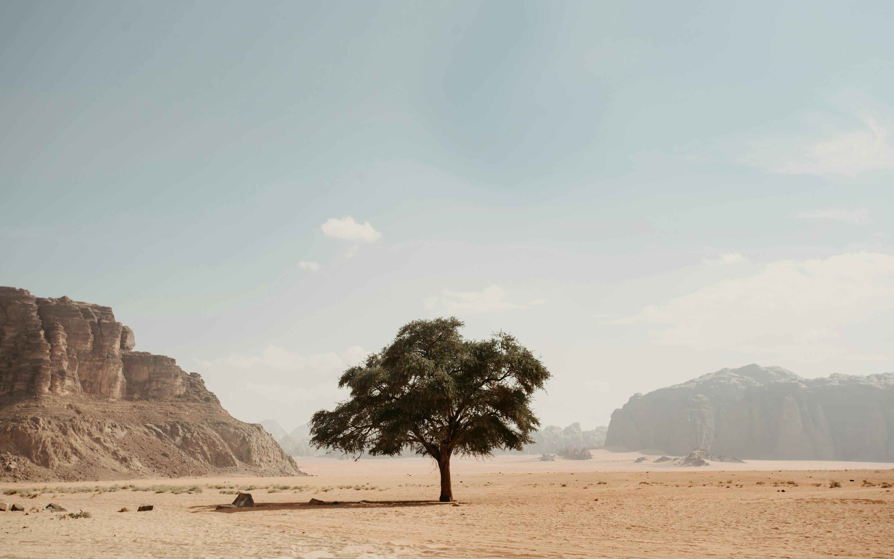 Lone tree stands on a broad sandy flat, surrounded by empty desert with rocky mountains rising in the distance.