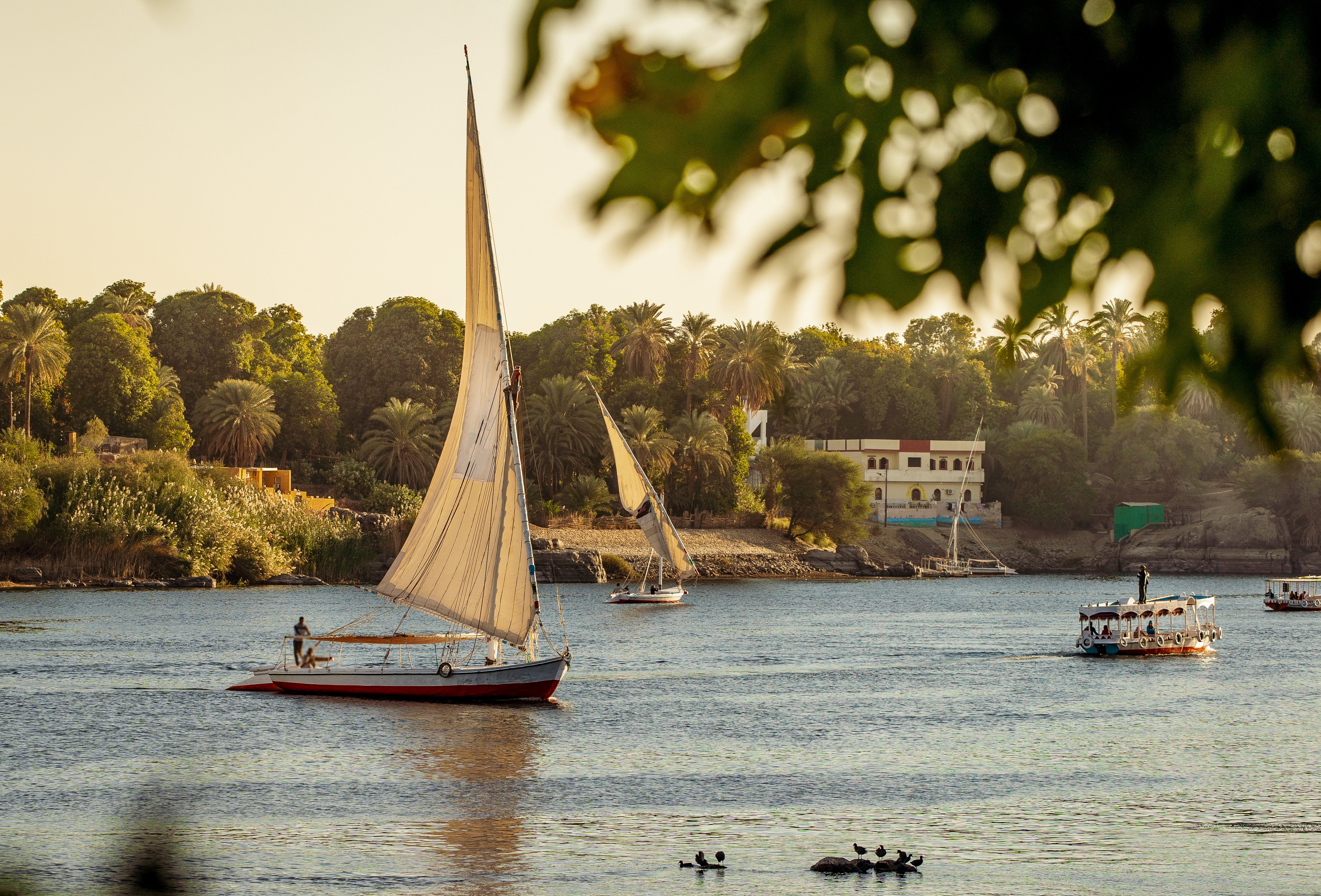 Sailboats drift on a wide river at sunset, with green shoreline and riverside buildings glowing in golden light.