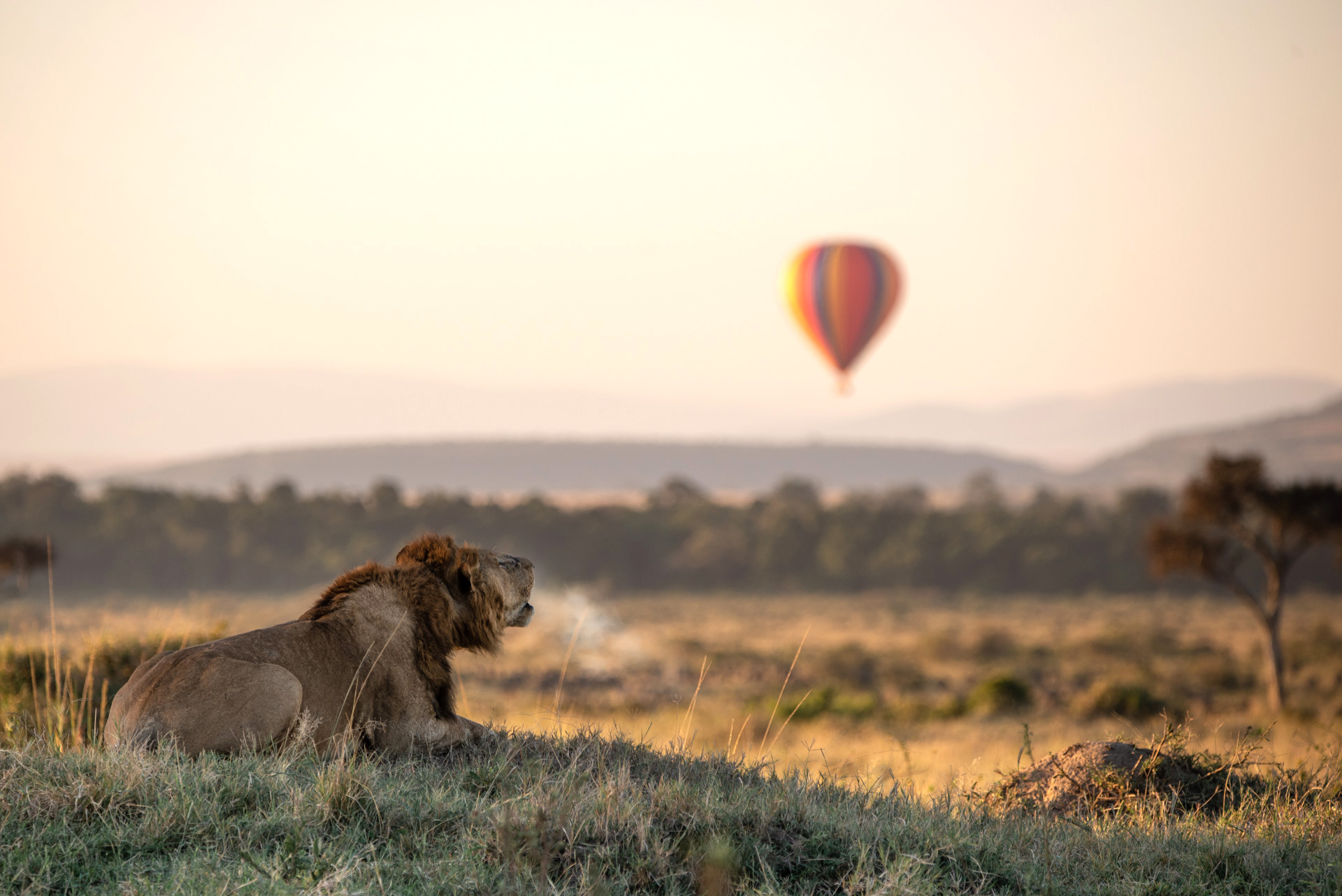 Lion lies in dry grass with its mouth open, while a hot air balloon drifts across the blurred horizon behind.