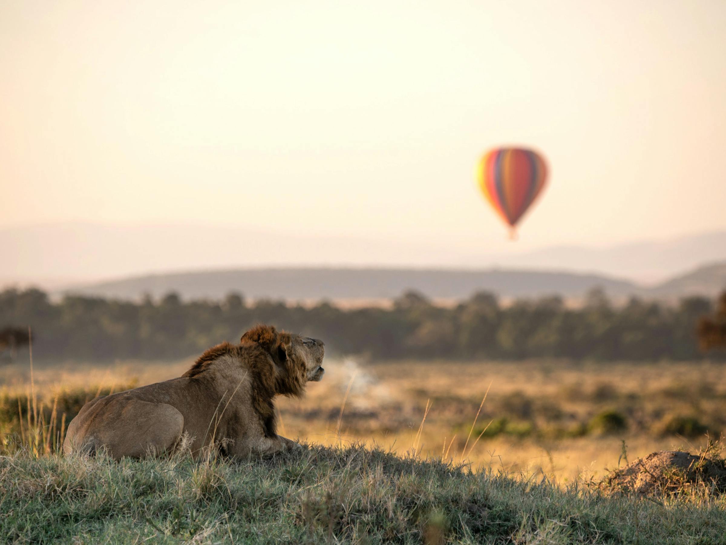 Lion lies in dry grass with its mouth open, while a hot air balloon drifts across the blurred horizon behind.