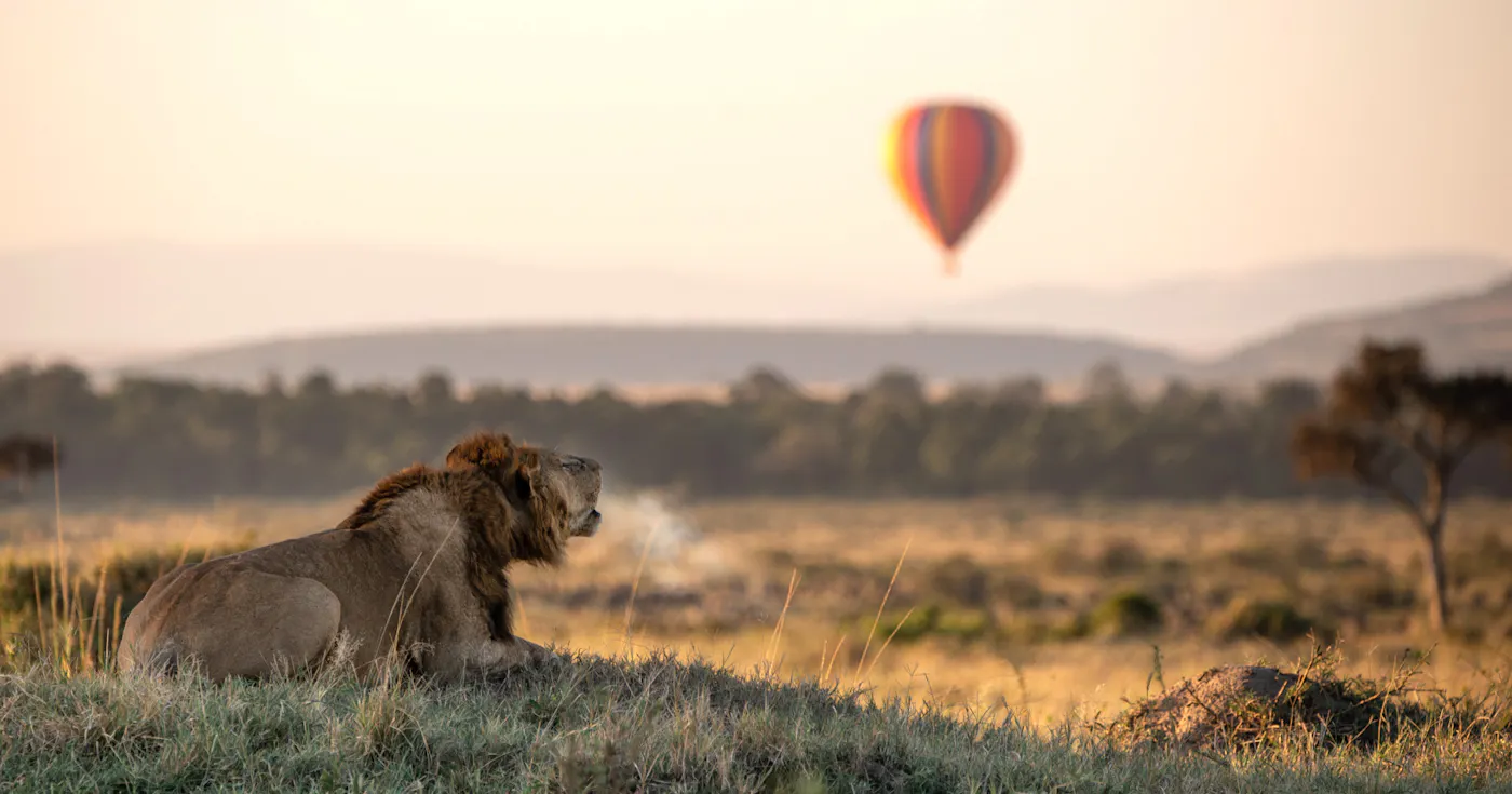 A lion roaring on the Kenyan savannah with a hot-air balloon in the sky behind