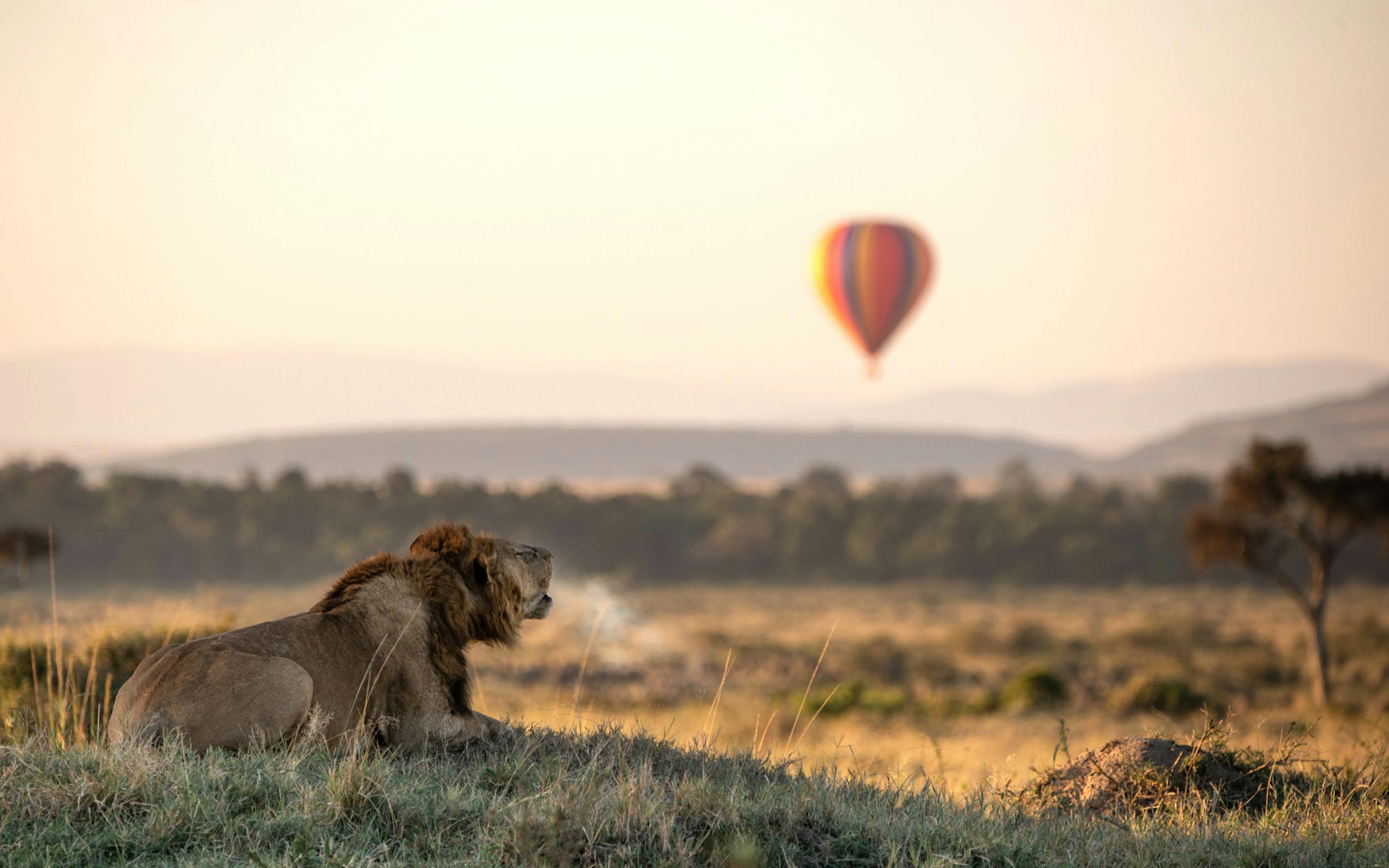 Lion lies in dry grass with its mouth open, while a hot air balloon drifts across the blurred horizon behind.