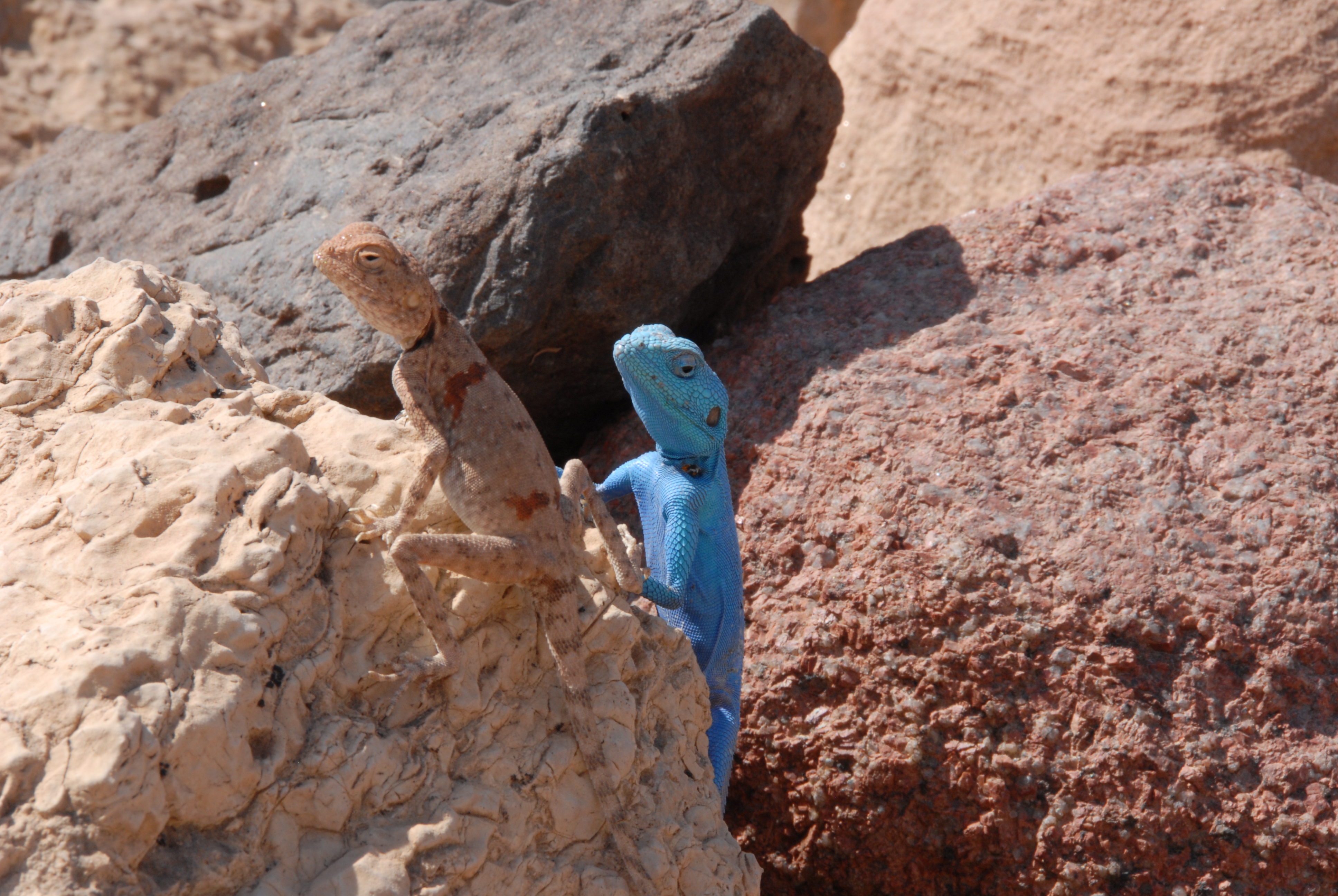 A rock colored lizard and a blue lizard stare while among sunlit rocks