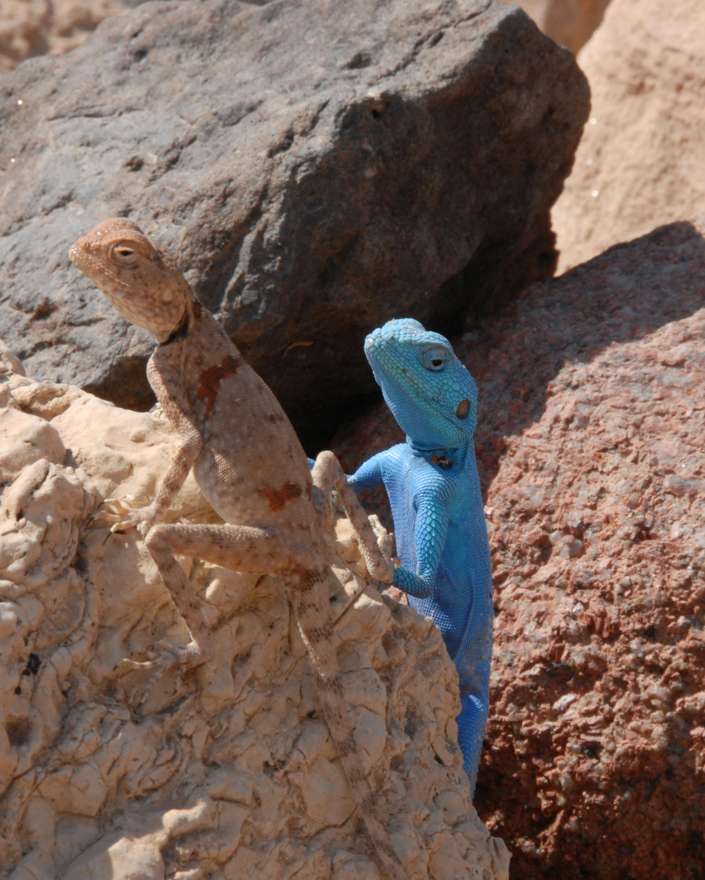 A rock colored lizard and a blue lizard stare while among sunlit rocks