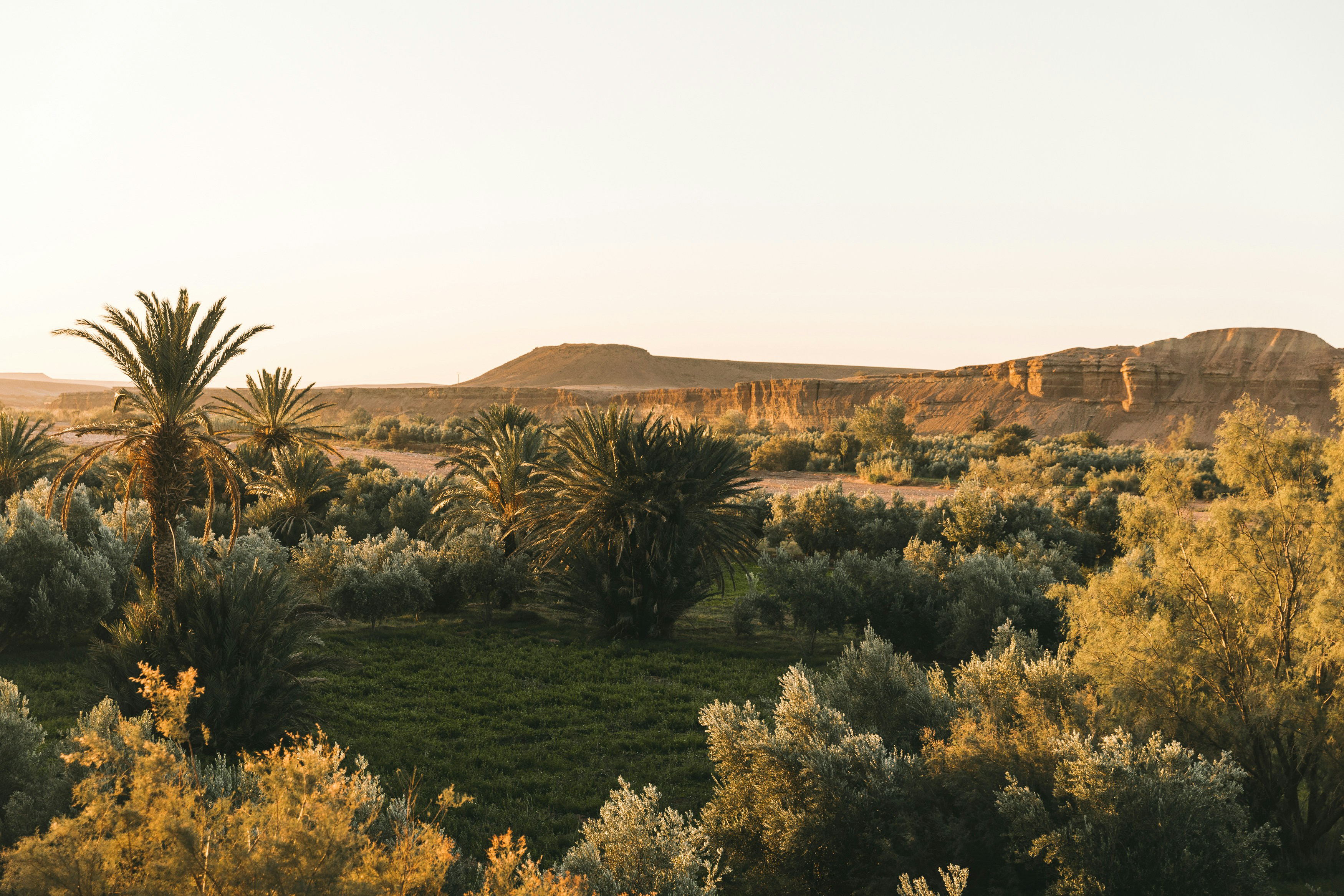 Green palm oasis stretching through a valley with sunlit hills in the distance.