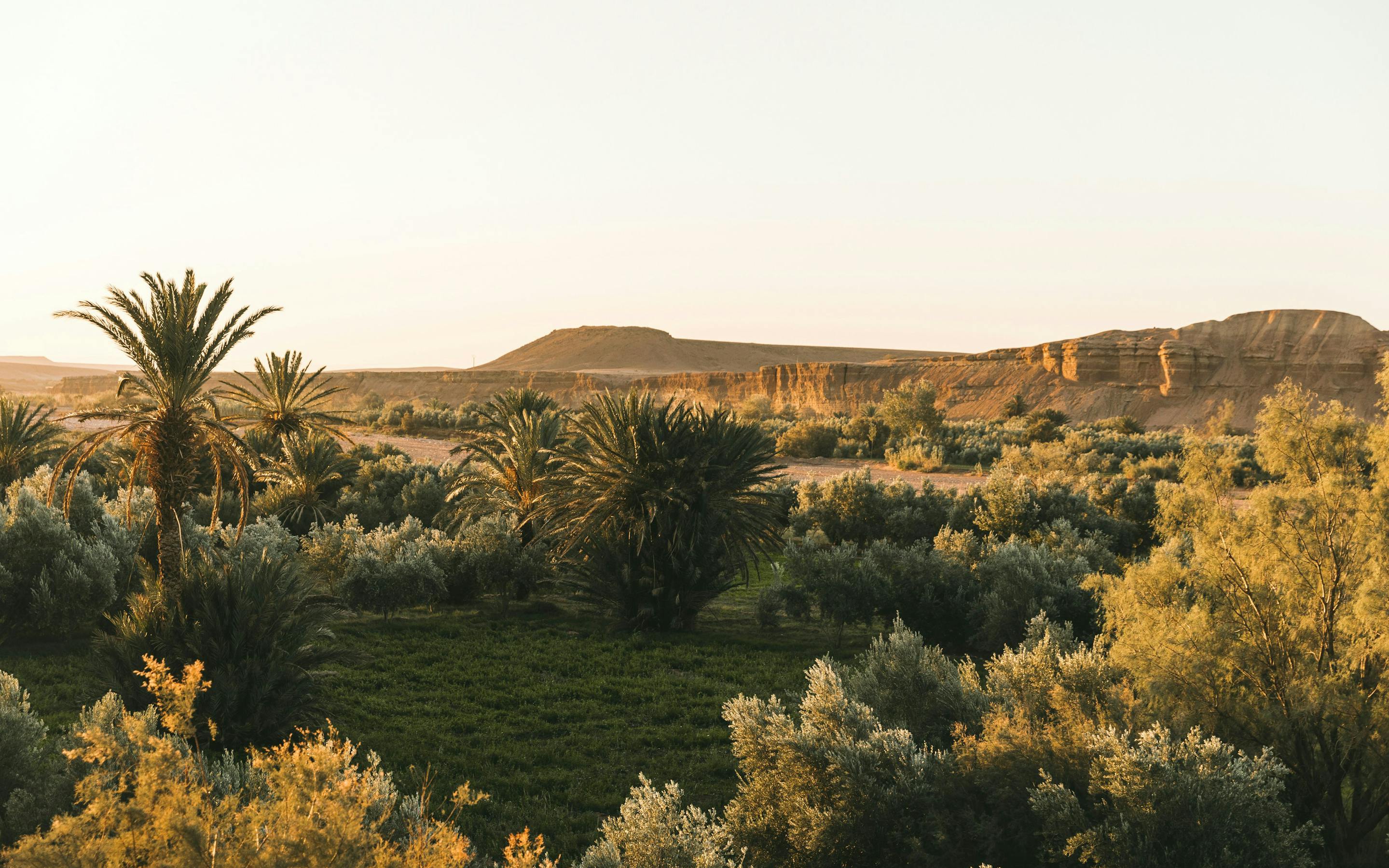Green palm oasis stretching through a valley with sunlit hills in the distance.