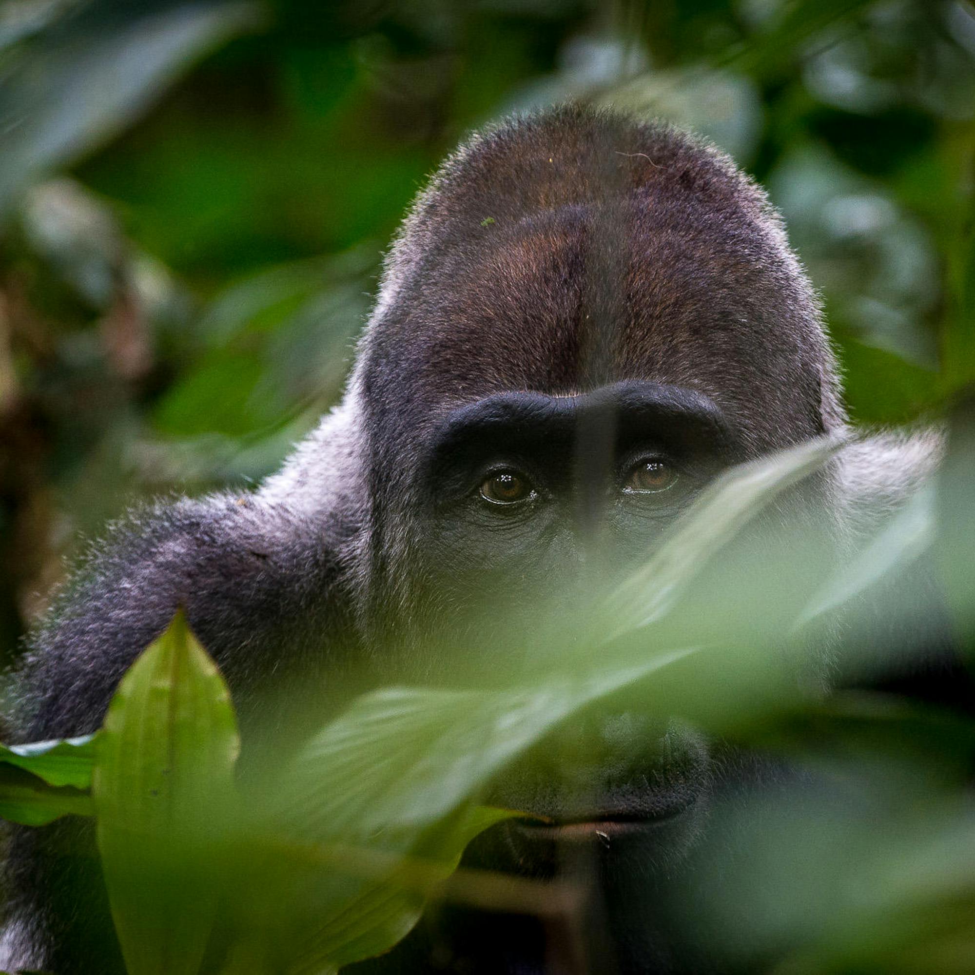 A gorilla peers through leaves in the rainforest understory, its dark face partly hidden by green foliage.