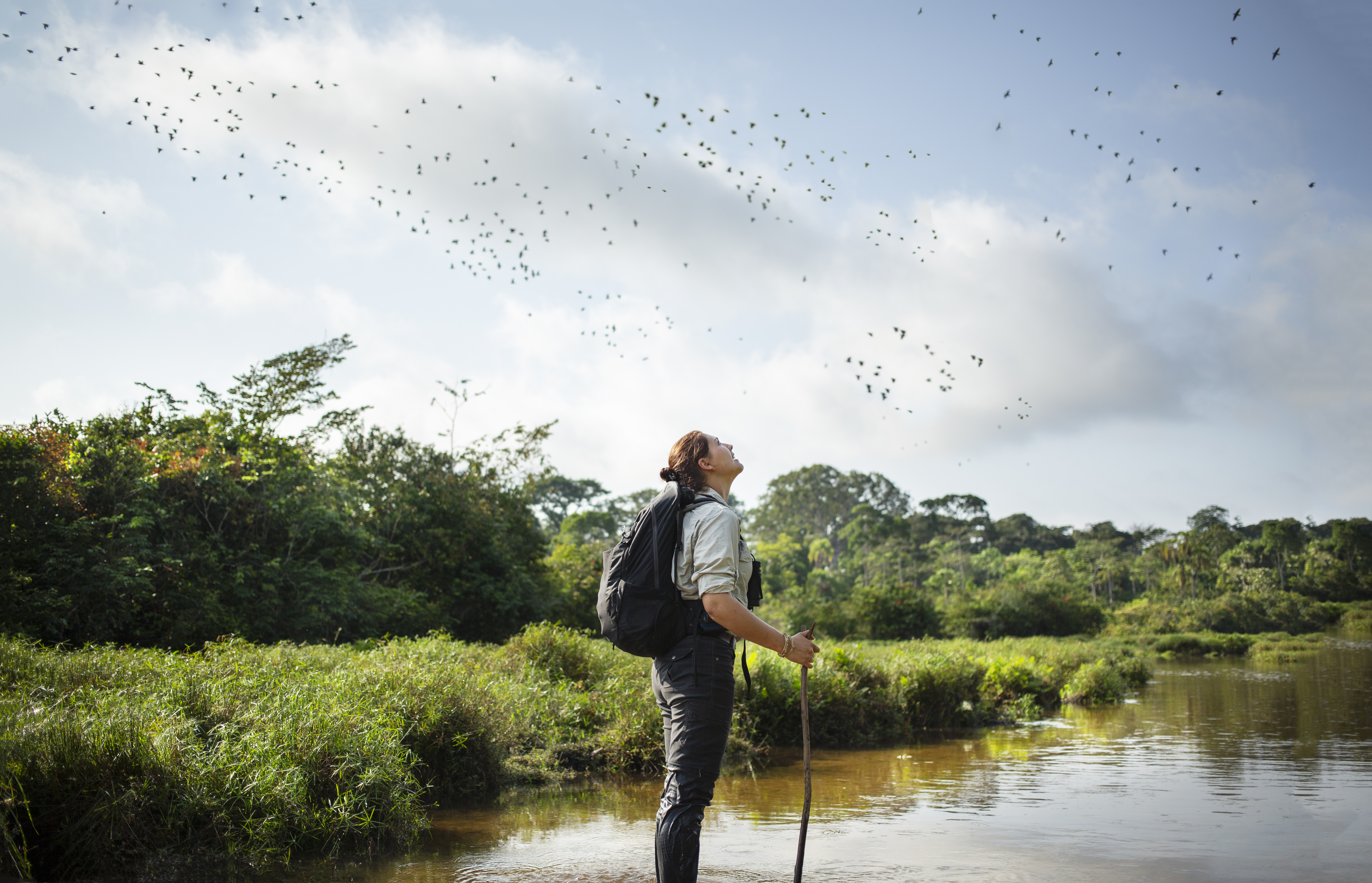 A guide stands in shallow water holding a walking stick as birds wheel overhead above the open, misty clearing.