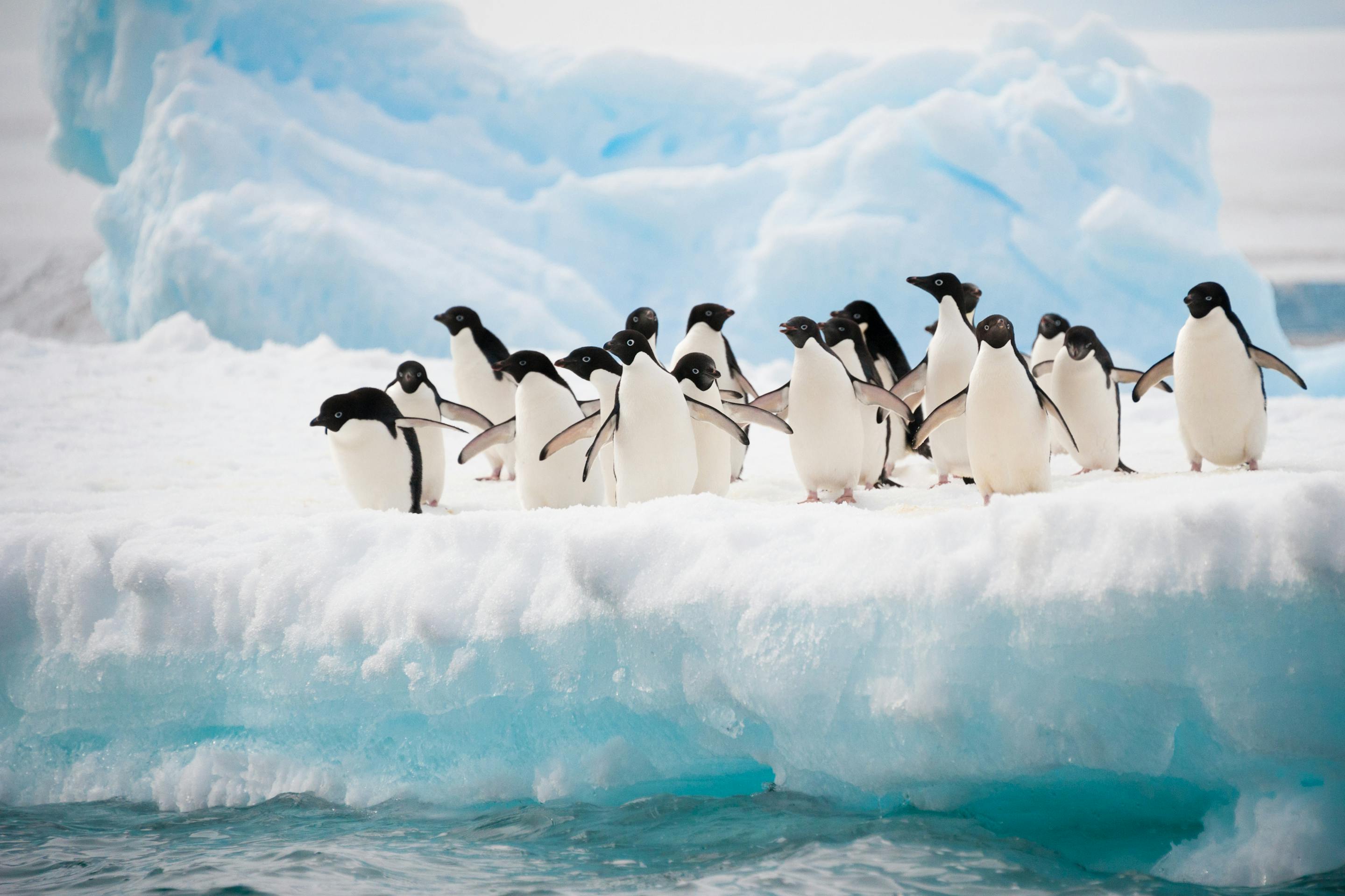A group of Adélie penguins stands on the edge of an iceberg, clustered against a snowy Antarctic backdrop.