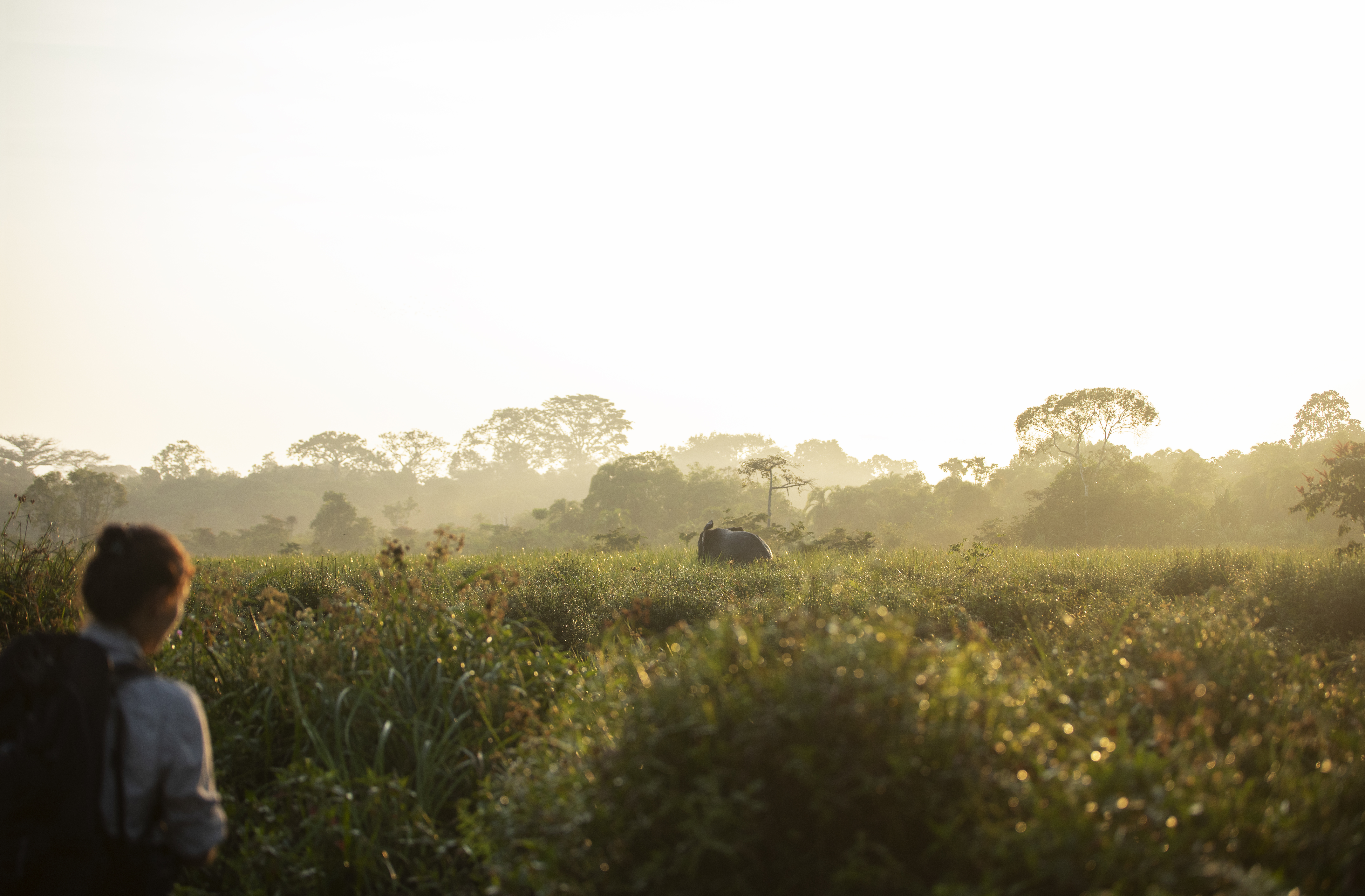A traveler watches elephants emerging in a misty forest clearing at sunrise, with soft light in the haze.